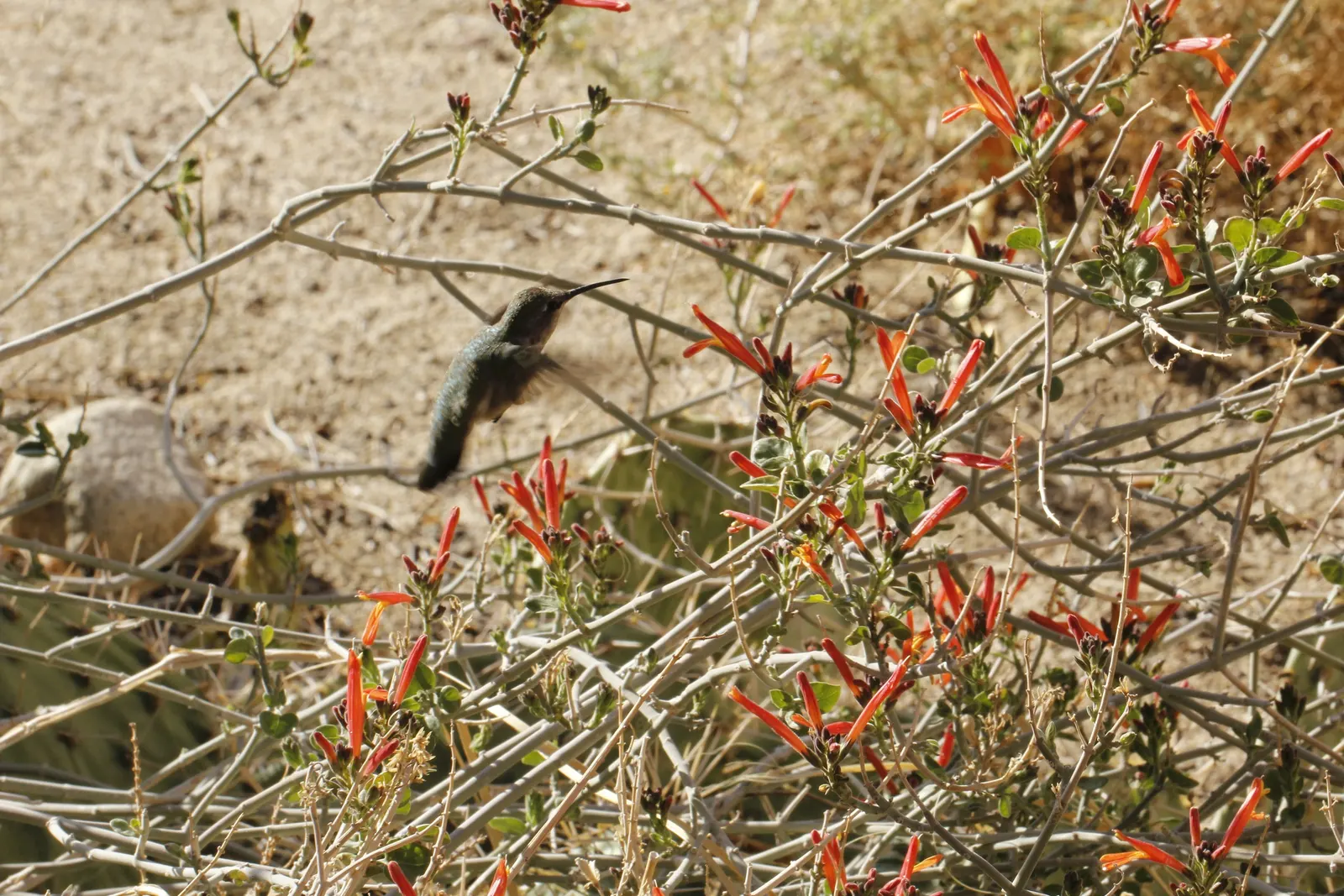 Chuparosa, Calif. Beloperone (Justicia Californica) — offering a stark yet harmonious contrast to its red or orange flowers