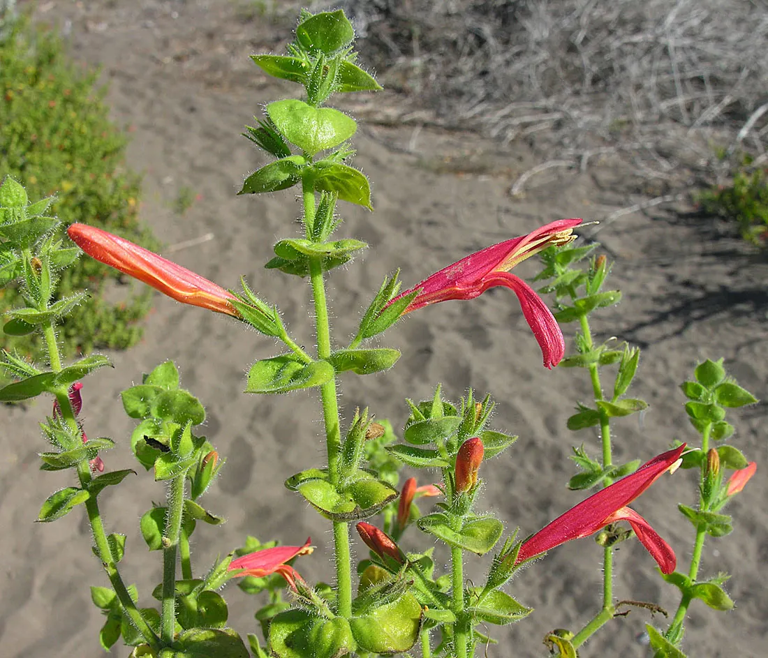 Chuparosa, Calif. Beloperone (Justicia Californica) — The Chuparosa\'s foliage presents as narrow