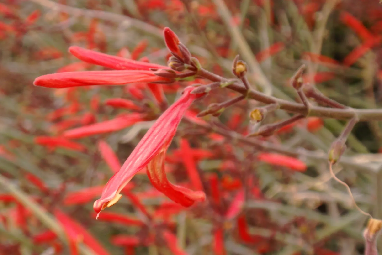 Chuparosa, Calif. Beloperone (Justicia Californica) — it is essential to recognize that the Chuparosa thrives in full sun exposure and prefers well-draining