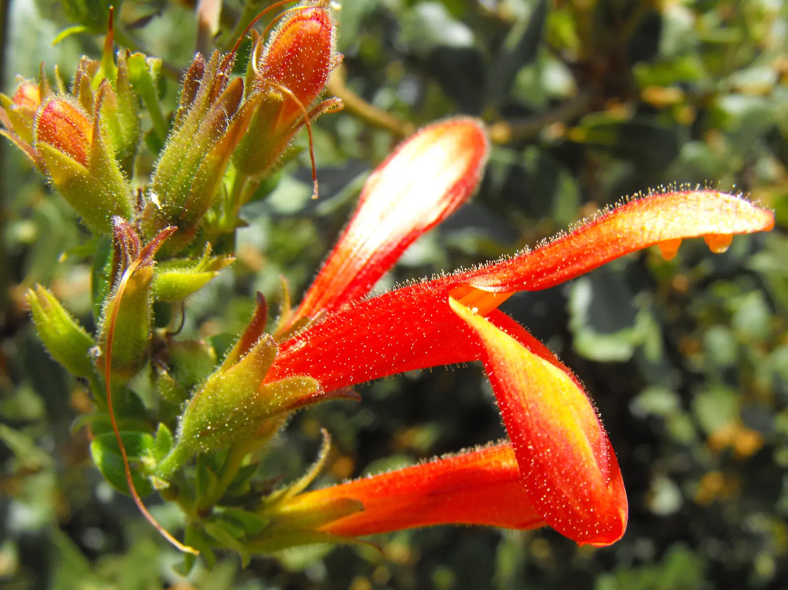 Chuparosa, Calif. Beloperone (Justicia Californica) — rose-hued flowers that attract hummingbirds.<br><br>Typically