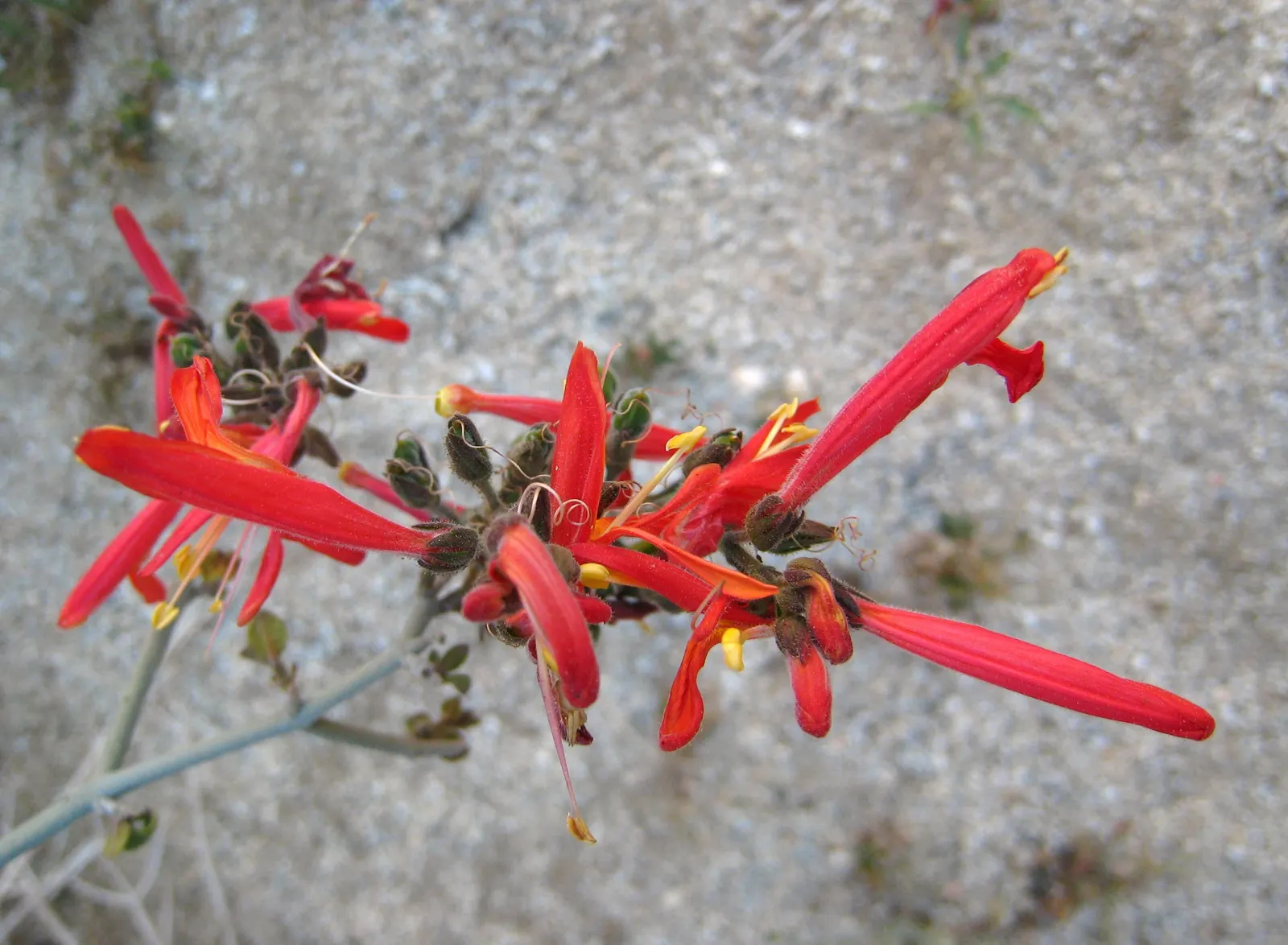 Chuparosa, Calif. Beloperone (Justicia Californica) — making an excellent choice for a drought-tolerant landscape design
