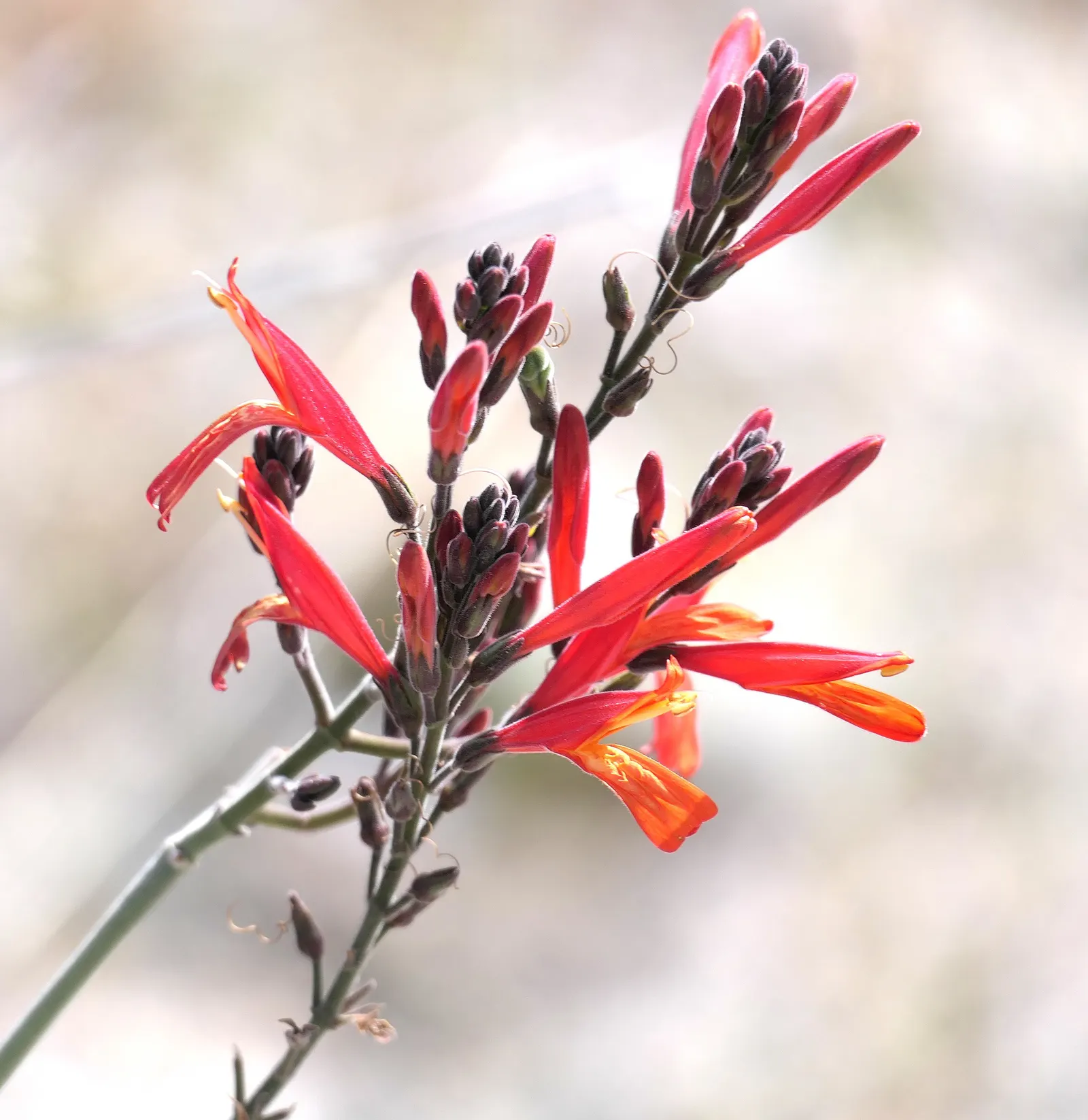 Chuparosa, Calif. Beloperone (Justicia Californica) — This low-maintenance plant thrives in USDA zones 8-11