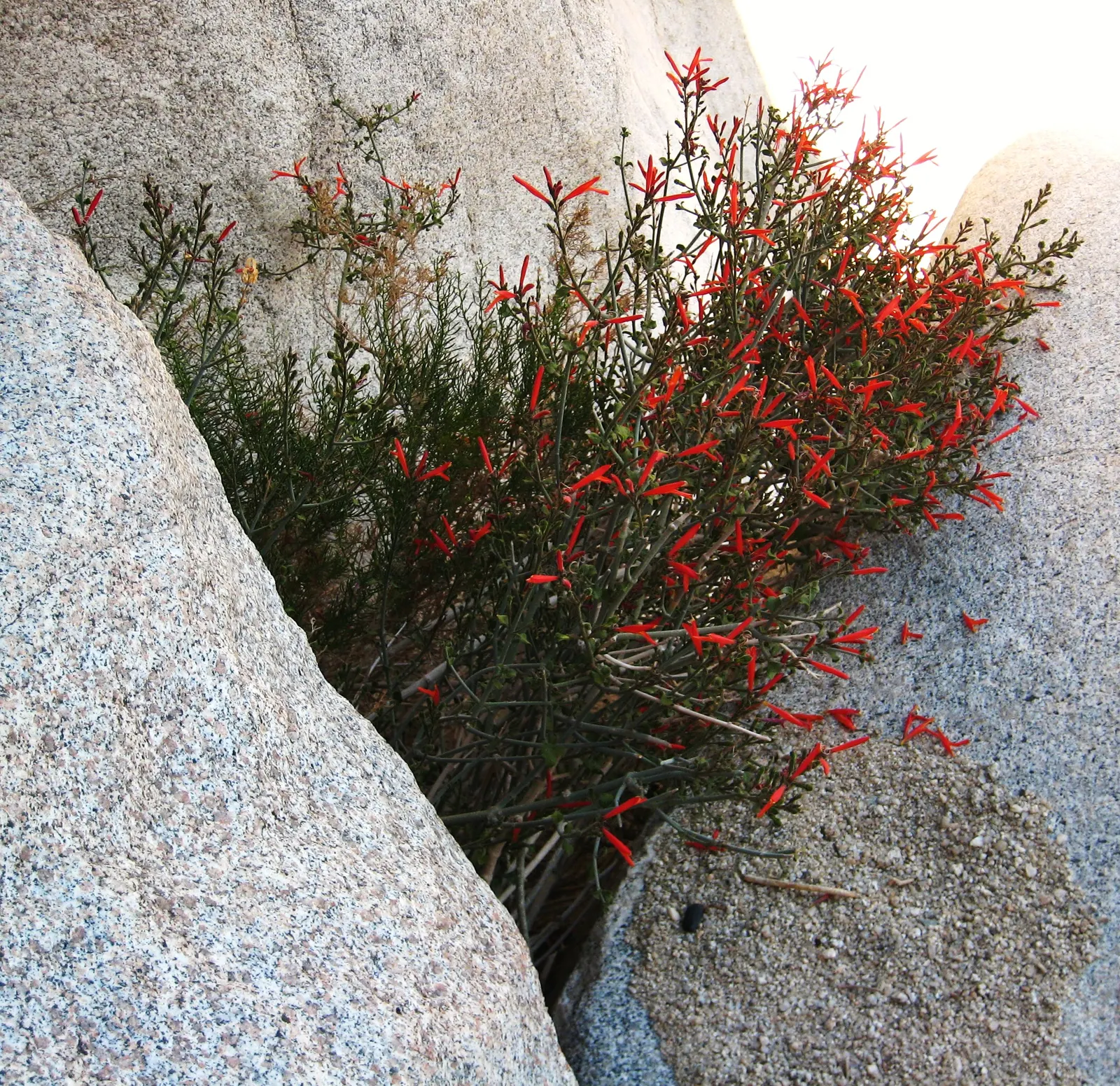Chuparosa, Calif. Beloperone (Justicia Californica) — making it ideal for water-wise gardens