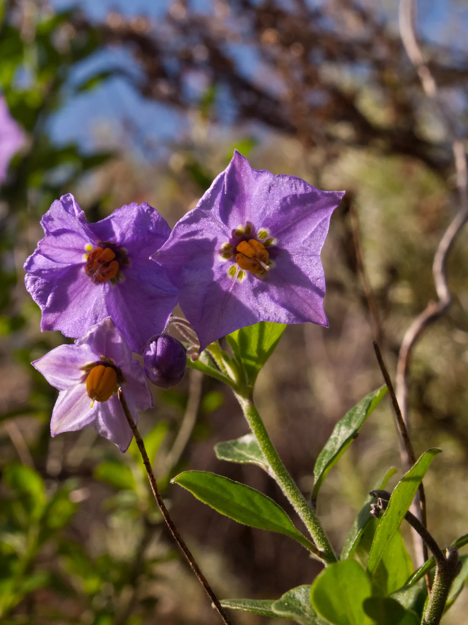 Bluewitch (Solanum Umbelliferum) — This perennial subshrub is native to California and boasts a flexible height range from 1 to 3 feet