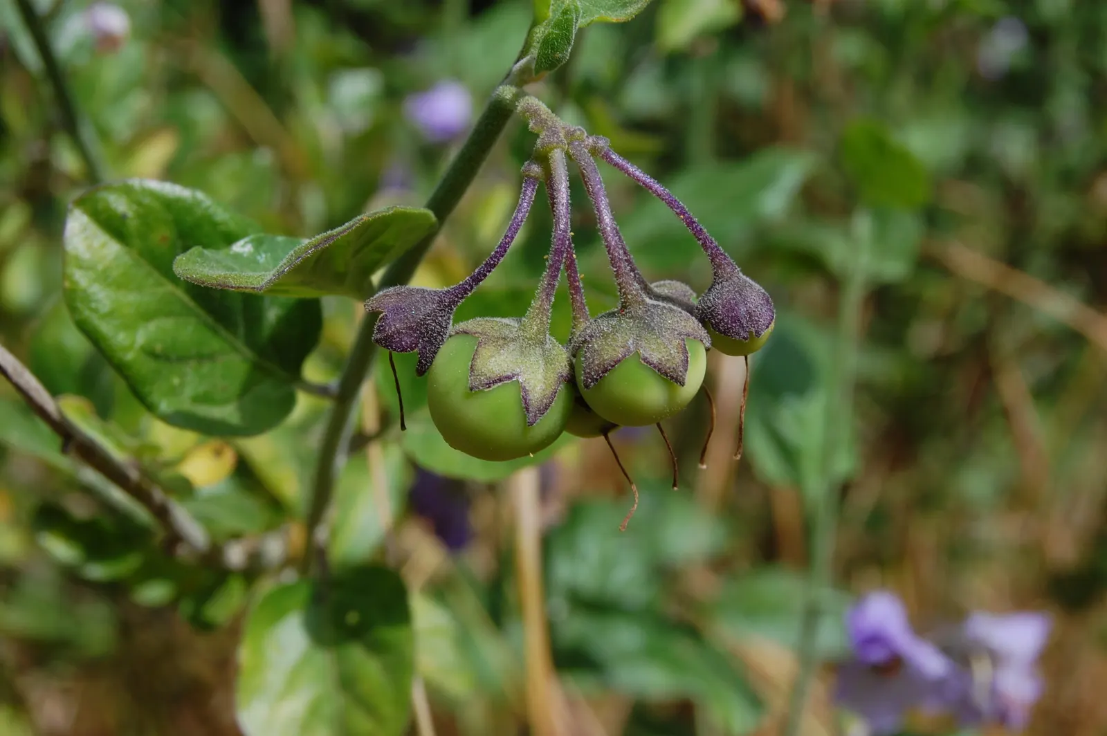 Bluewitch (Solanum Umbelliferum) — and yellow stamens that attract pollinators