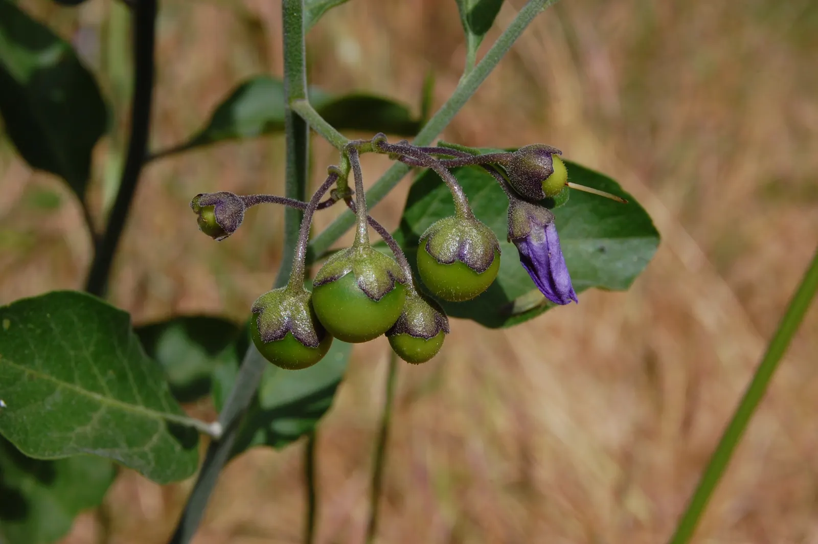 Bluewitch (Solanum Umbelliferum) — each measuring approximately half an inch across