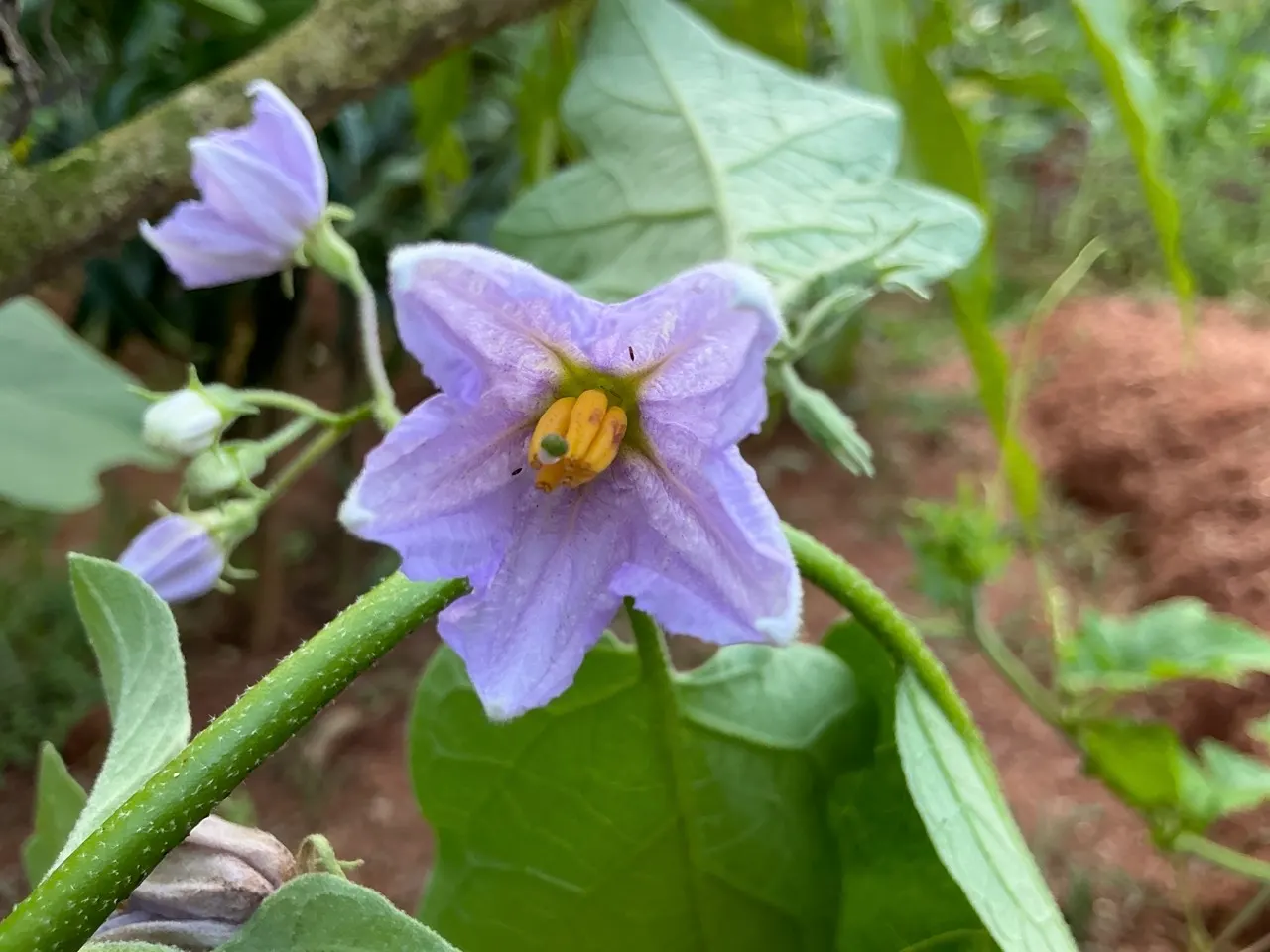 Bluewitch (Solanum Umbelliferum) — Growing 2-3 feet tall and wide, this drought-tolerant shrub thrives in full sun to partial shade