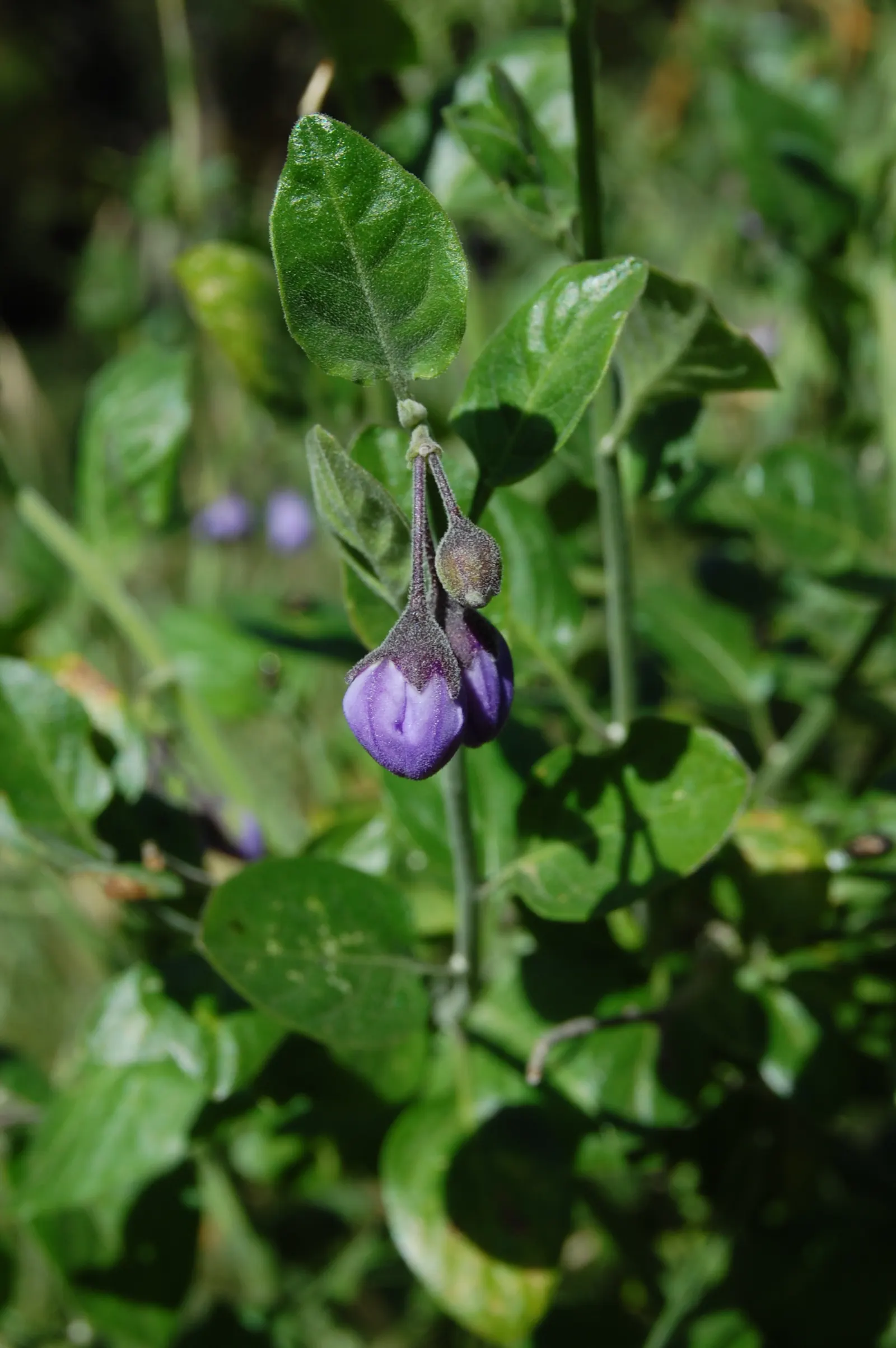 Bluewitch (Solanum Umbelliferum) — offering both aesthetic appeal and habitat support