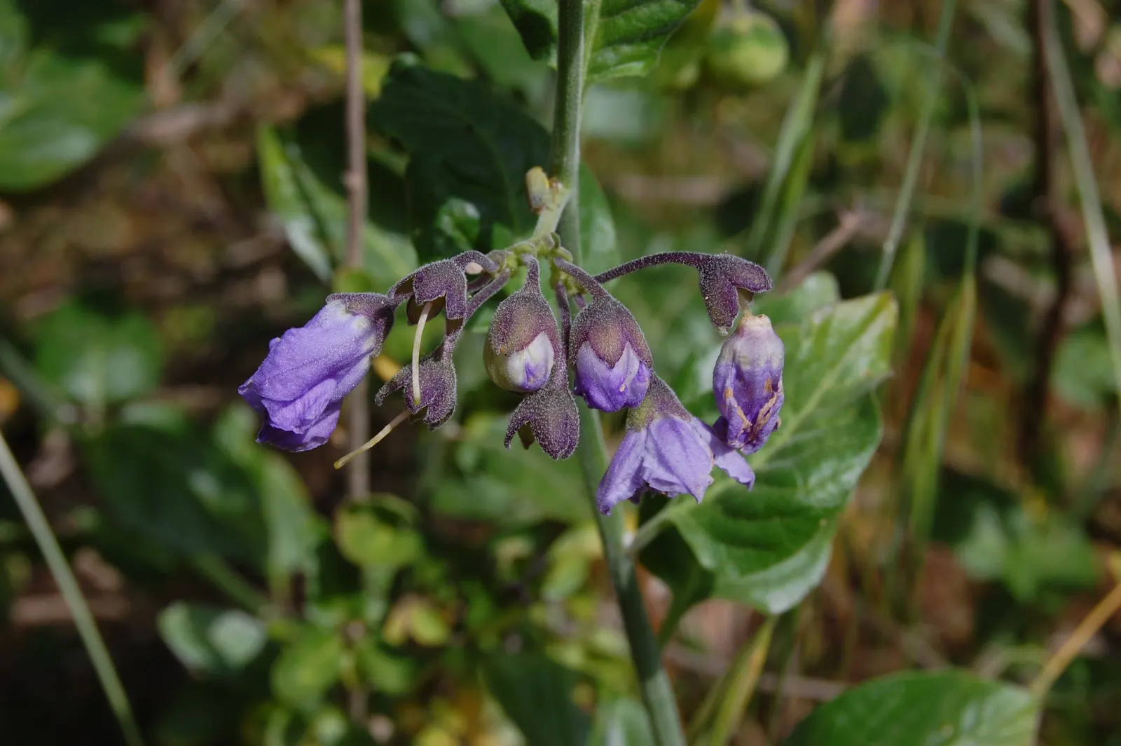 Bluewitch (Solanum Umbelliferum) — mounded form.<br><br>Adorning the Bluewitch are clusters of vibrant violet to deep blue flowers