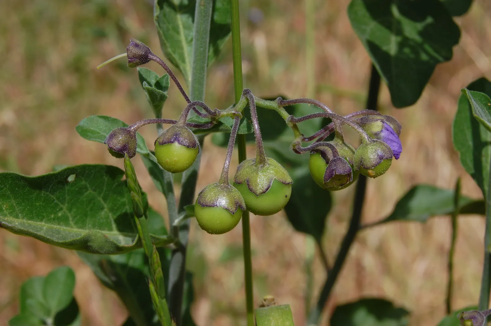 Bluewitch (Solanum Umbelliferum) — Bluewitch (Solanum umbelliferum) is a California native perennial with vibrant violet-blue blossoms