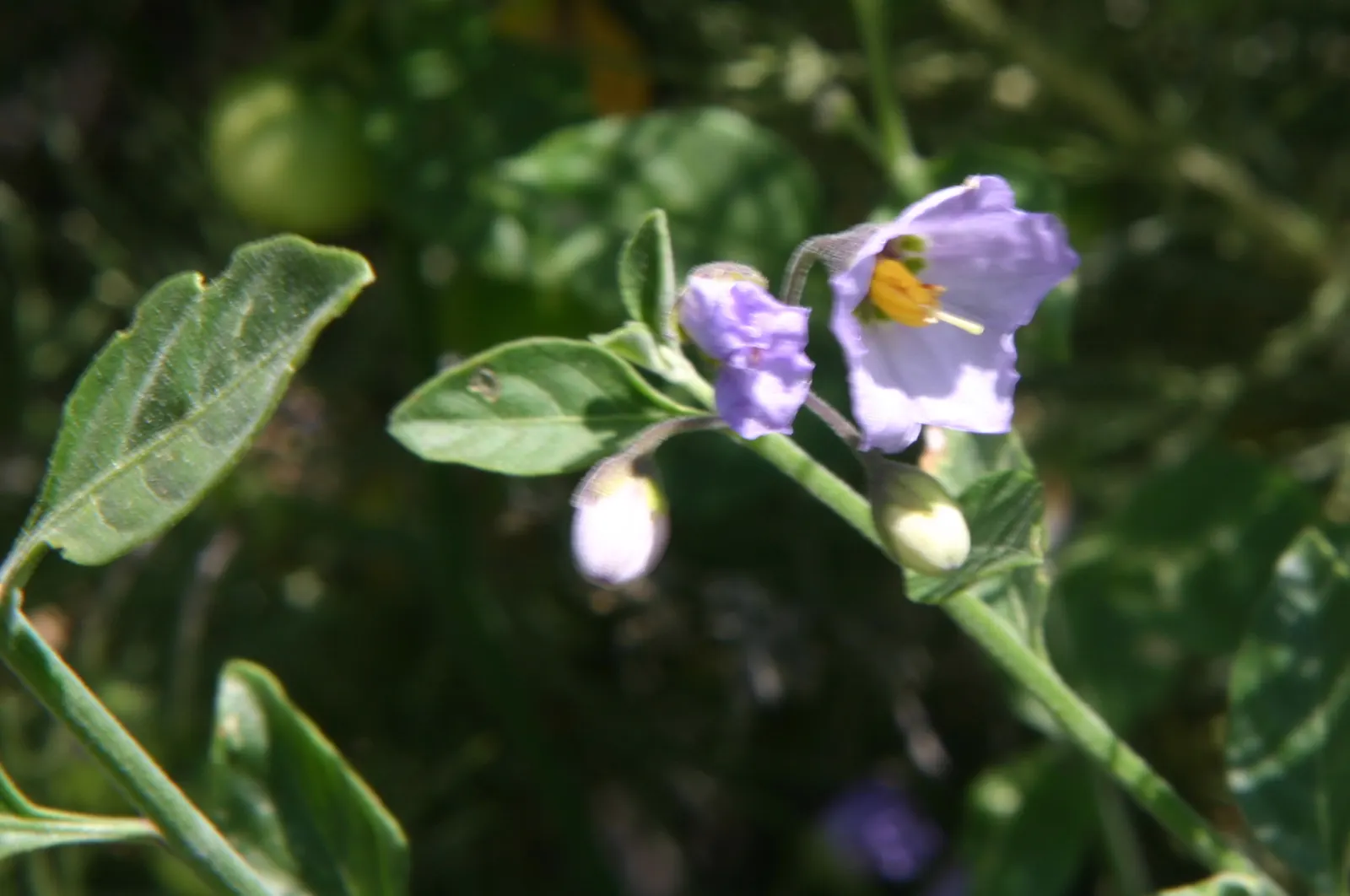 Bluewitch (Solanum Umbelliferum) — is a charismatic addition to your landscape design
