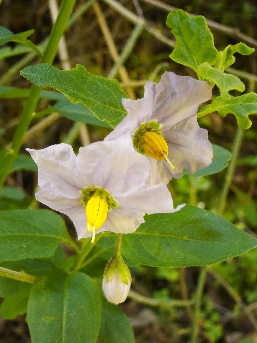 Bluewitch (Solanum Umbelliferum) — it requires well-draining soil and minimal water once established