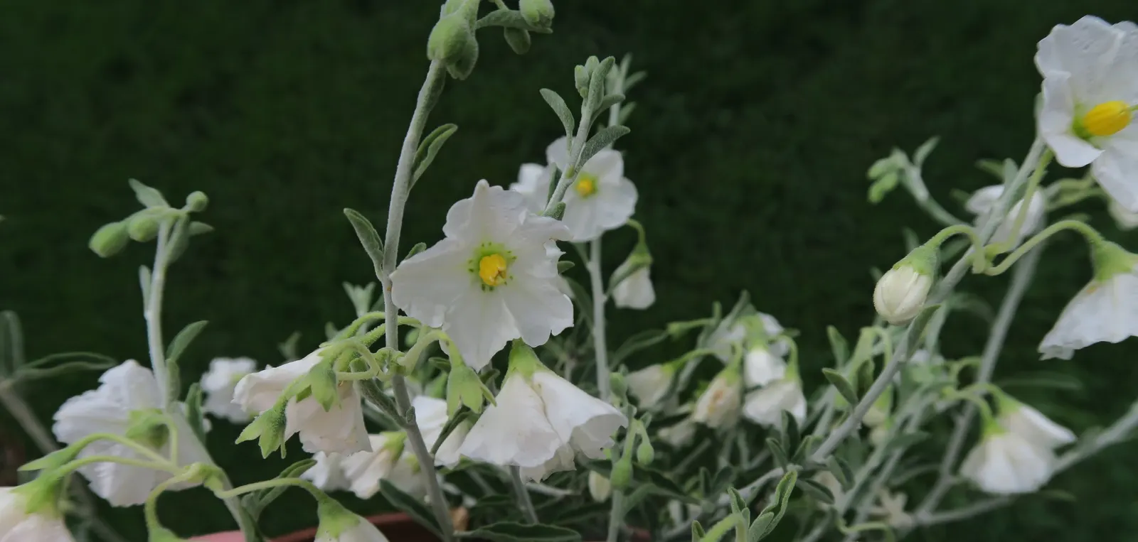 Bluewitch (Solanum Umbelliferum) — commonly referred to as Bluewitch or Bluewitch Nightshade