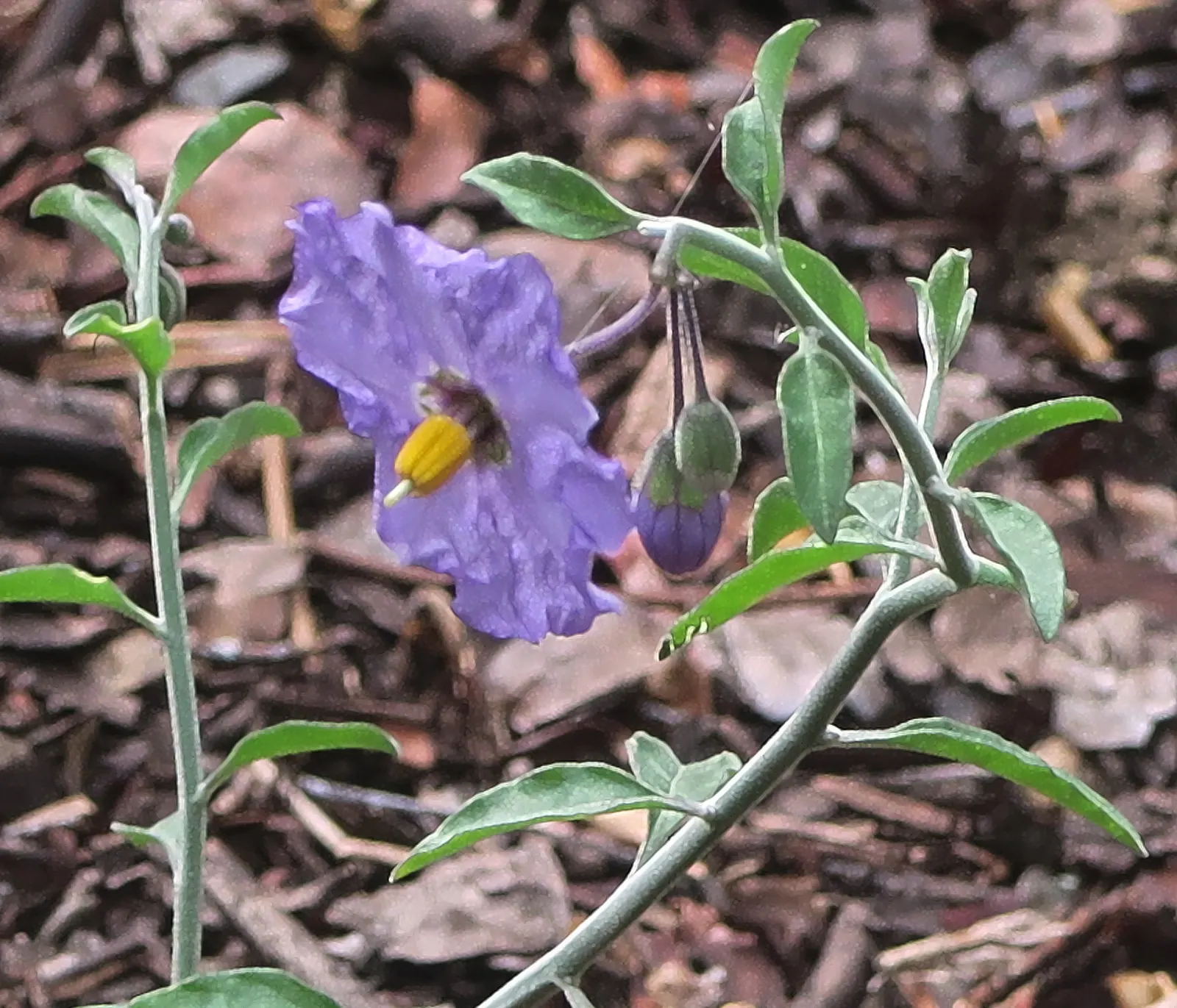 Bluewitch (Solanum Umbelliferum) — making it a low-maintenance addition to any garden