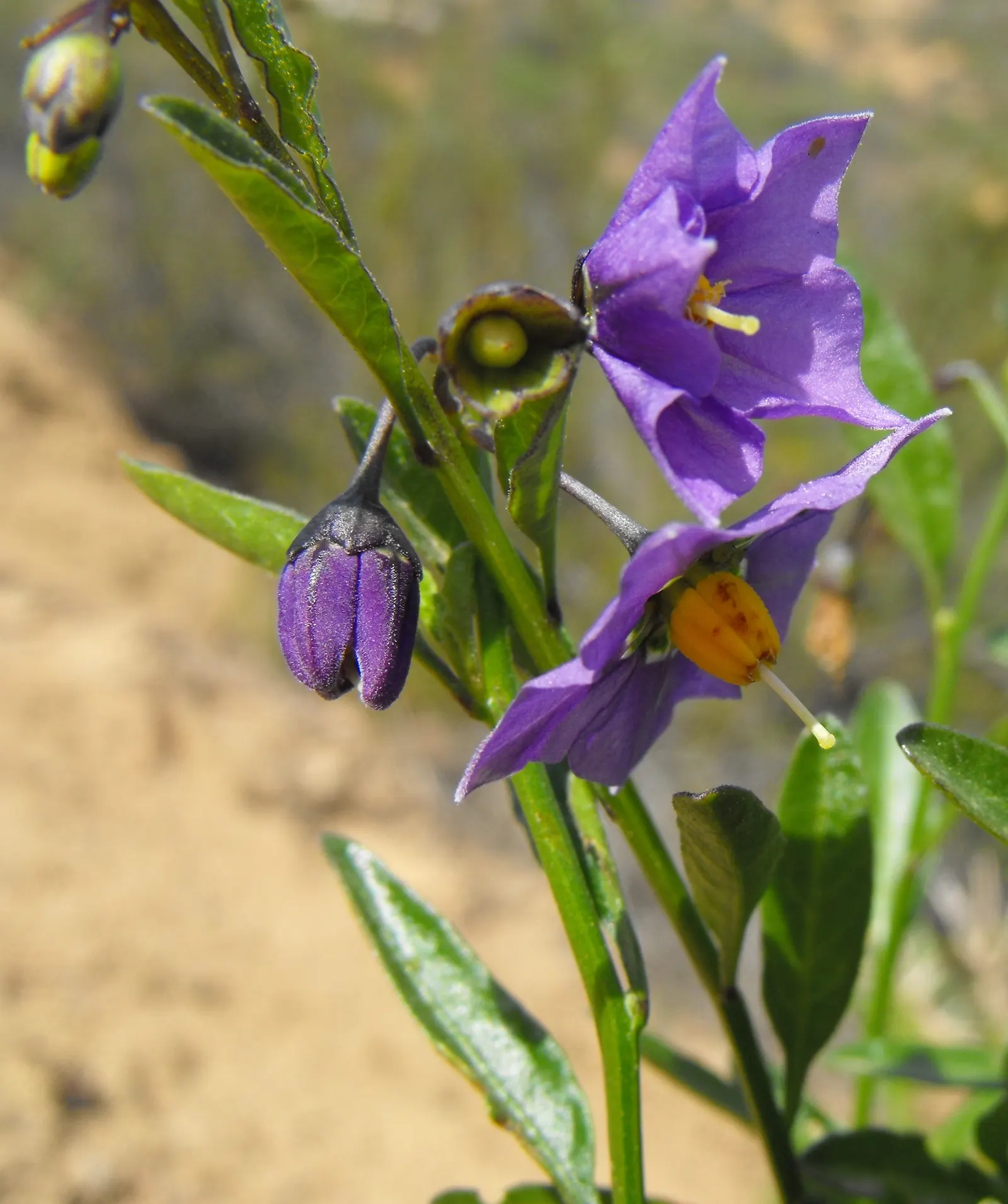 Bluewitch (Solanum Umbelliferum) — It's suitable for USDA zones 8-10 and blooms profusely in spring