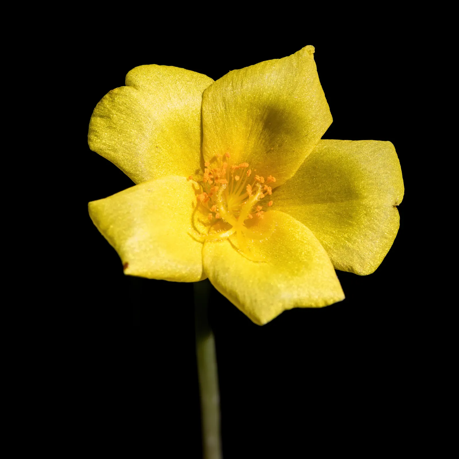 Mojave&reg; Yellow Purslane (Portulaca Umbraticola 'Mojave Yellow') — Mojave&reg; Yellow Purslane, Portulaca umbraticola 'Mojave Yellow', thrives in hot, arid