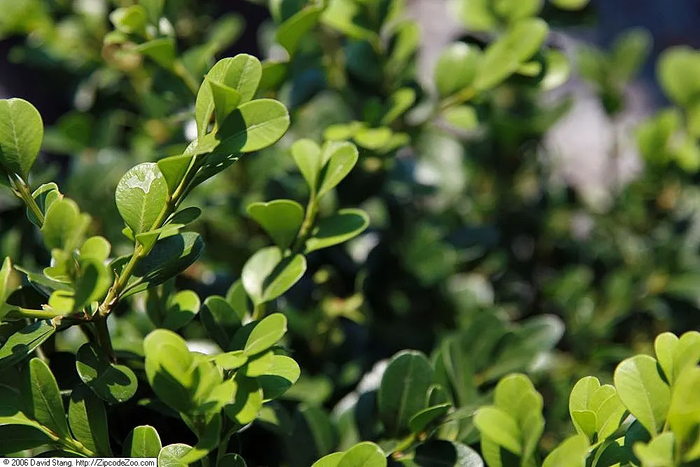 Green Beauty Boxwood (Buxus 'Green Beauty') — The Buxus 'Green Beauty' is an evergreen shrub, favored for its lush, deep green foliage