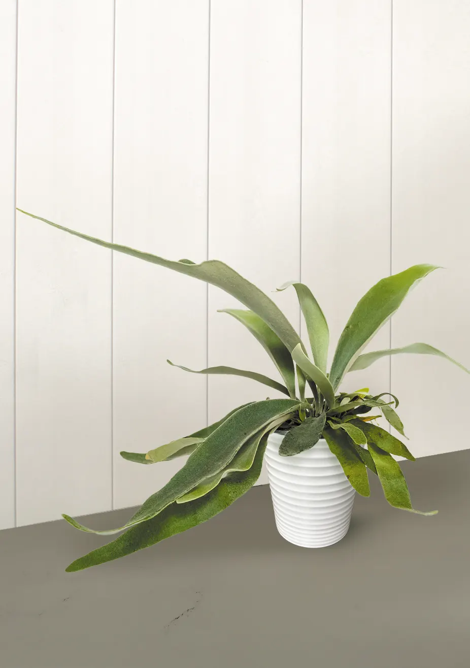 Ribbon Dance™ Silver Staghorn Fern (Platycerium veitchii) — is a compact houseplant with upright