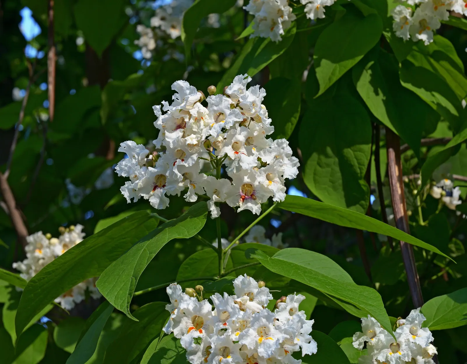 Common Catalpa (Catalpa Bignonioides) — trumpet-shaped flowers with purplish markings