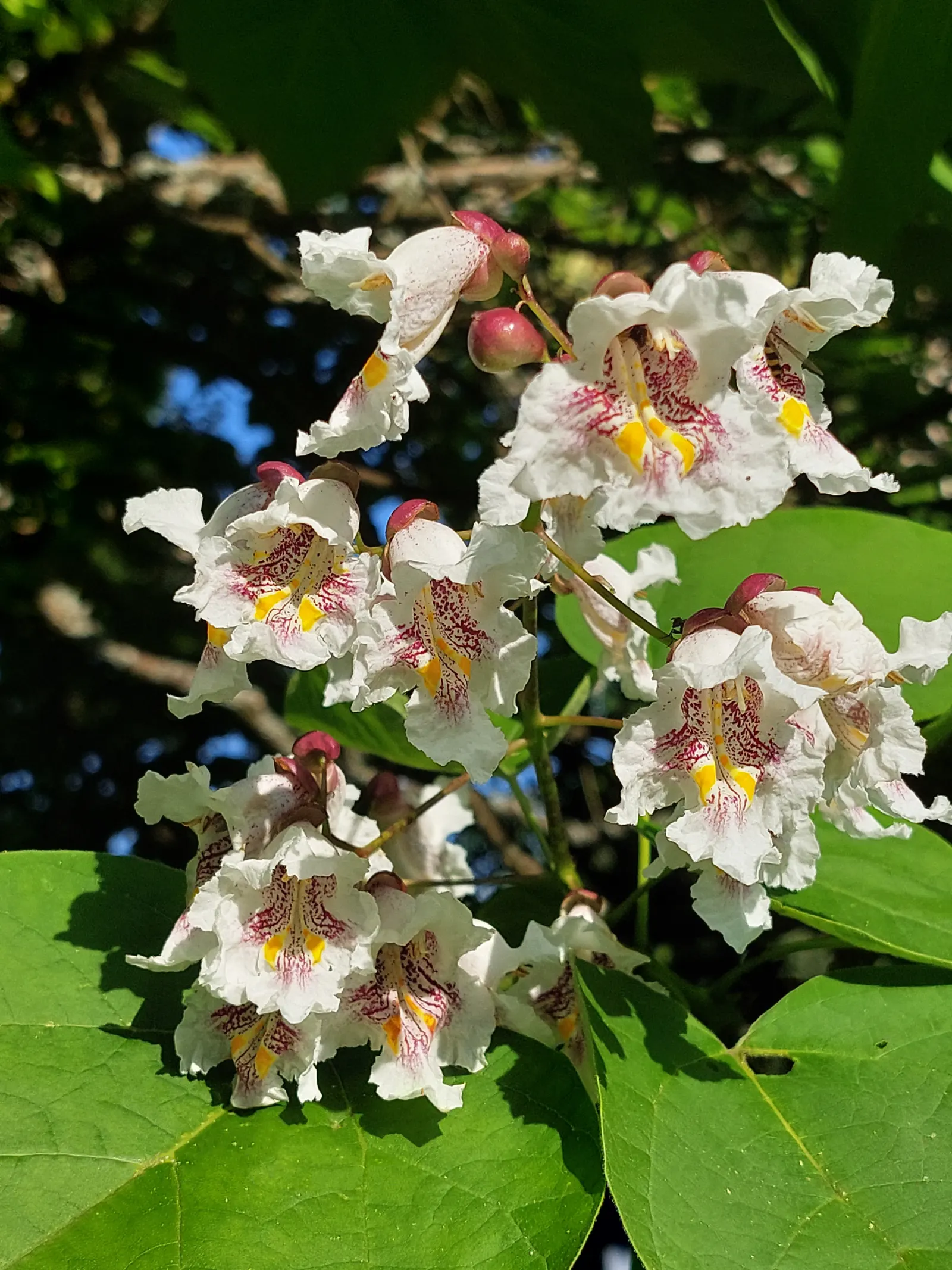 Common Catalpa (Catalpa Bignonioides) — Its dramatic appearance is complemented by long, slender seed pods in fall; it boasts spectacular displays of white