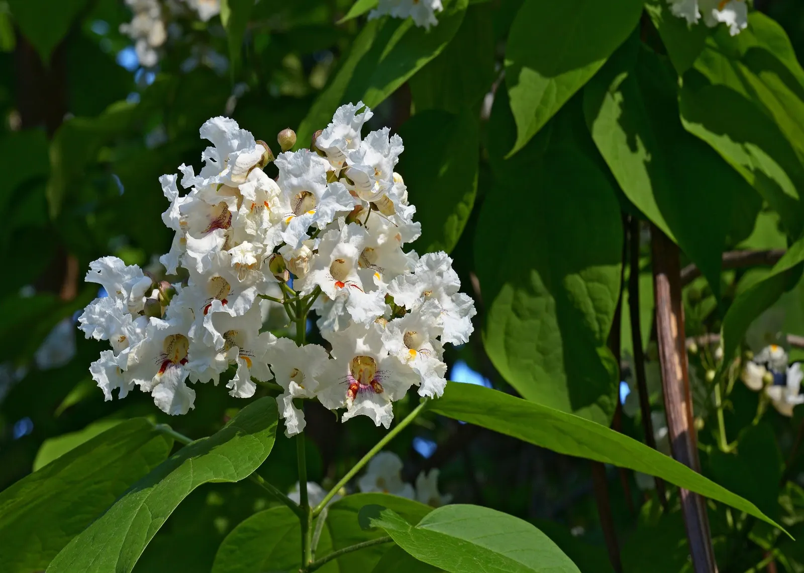 Common Catalpa (Catalpa Bignonioides) — is a deciduous tree that serves as an eye-catching specimen in any garden or landscape design