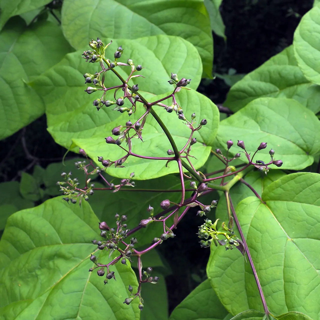 Common Catalpa (Catalpa Bignonioides) — reaching lengths of 8 to 20 inches