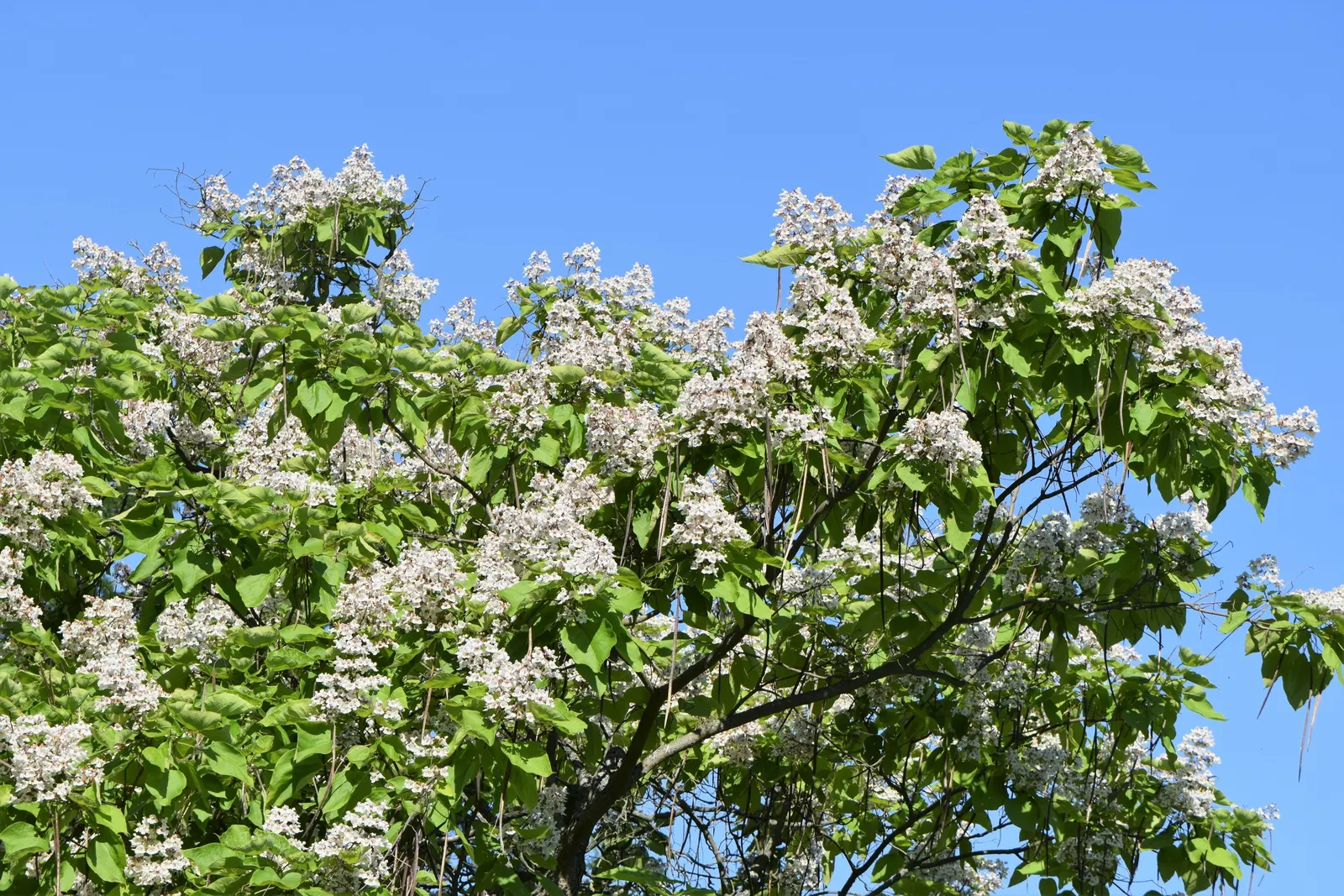 Common Catalpa (Catalpa Bignonioides) — a Catalpa bignonioides prefers full sun to partial shade and is adaptable to a wide range of soil conditions