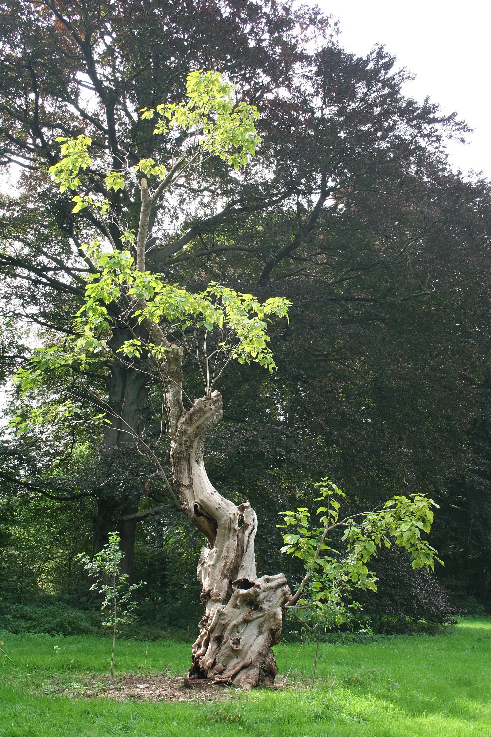 Common Catalpa (Catalpa Bignonioides) — it boasts spectacular displays of white; this stately tree typically reaches heights of 30 to 40 feet with a spread of