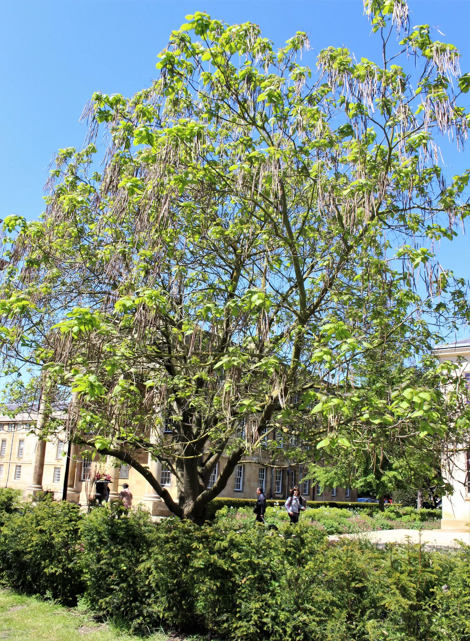 Common Catalpa (Catalpa Bignonioides) — These blossoms are clustered in panicles that can reach up to 8 inches long