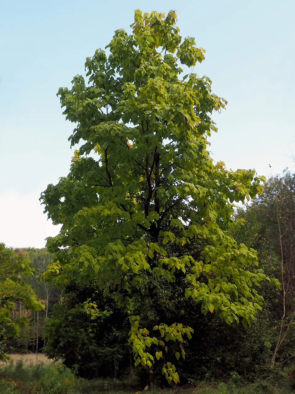 Common Catalpa (Catalpa Bignonioides) — These blossoms are clustered in panicles that can reach up to 8 inches long; white flowers in the garden