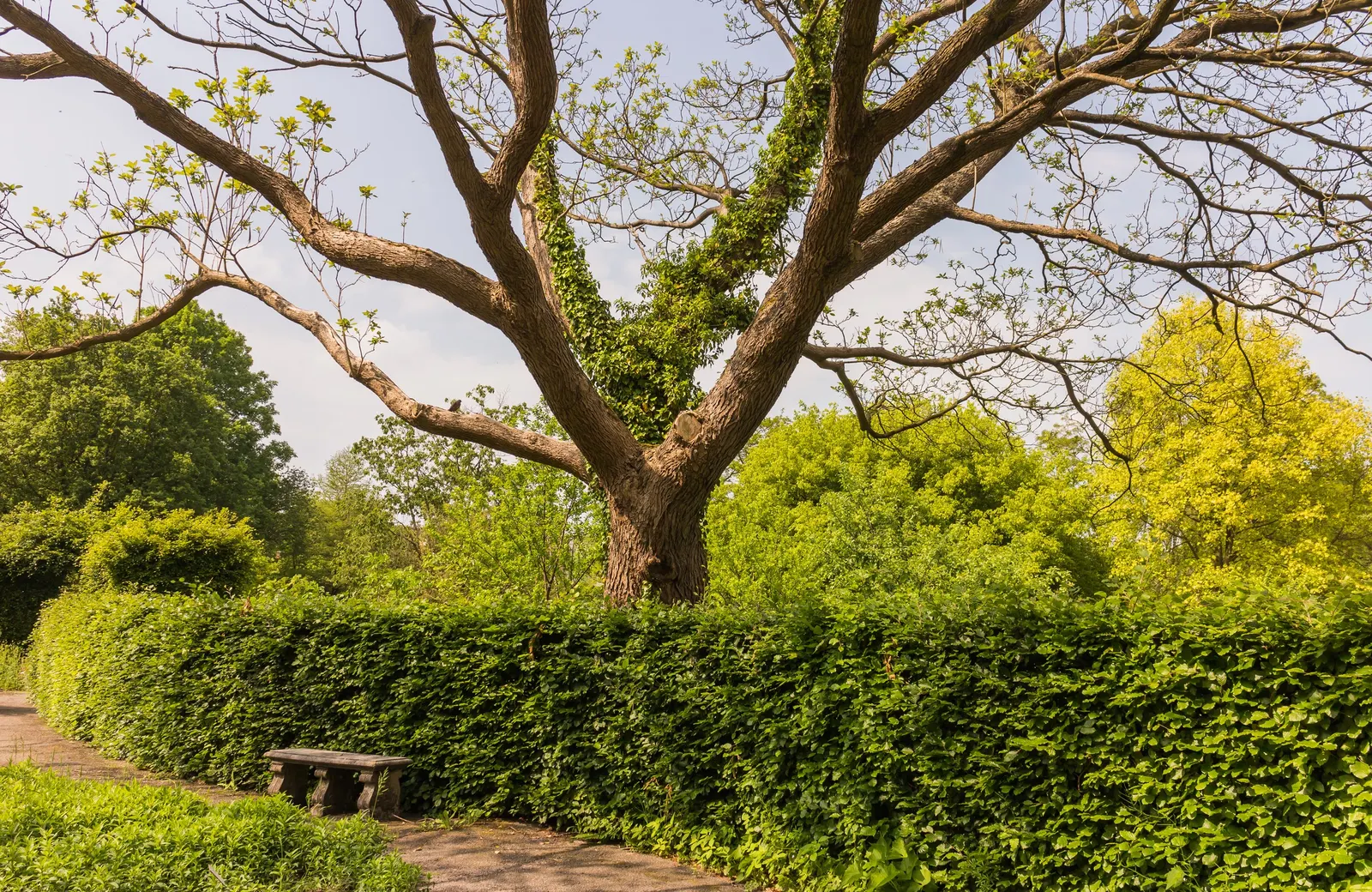 Common Catalpa (Catalpa Bignonioides) — it boasts spectacular displays of white