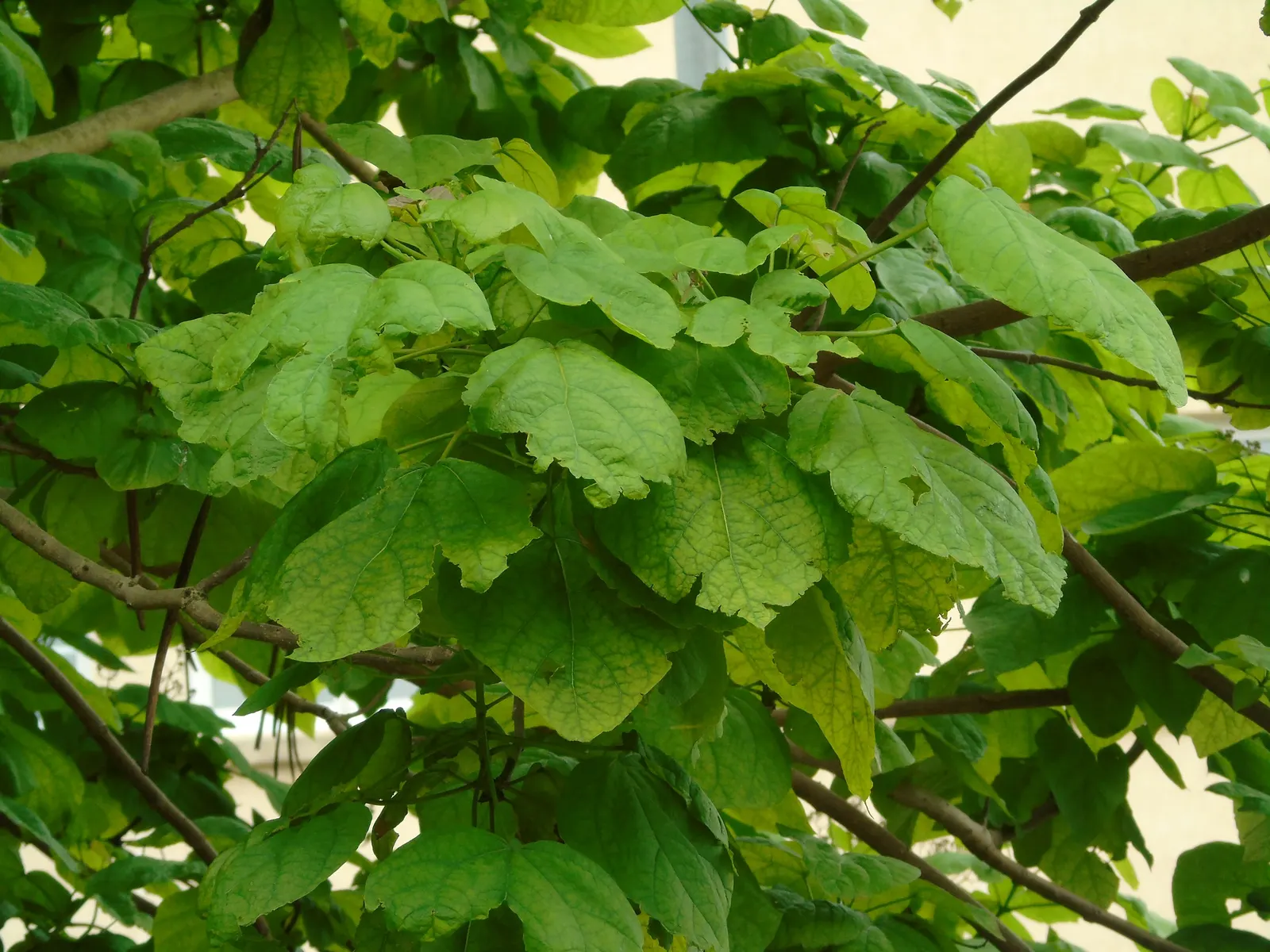 Common Catalpa (Catalpa Bignonioides) — bean-like seed pods emerge; in late spring to early summer
