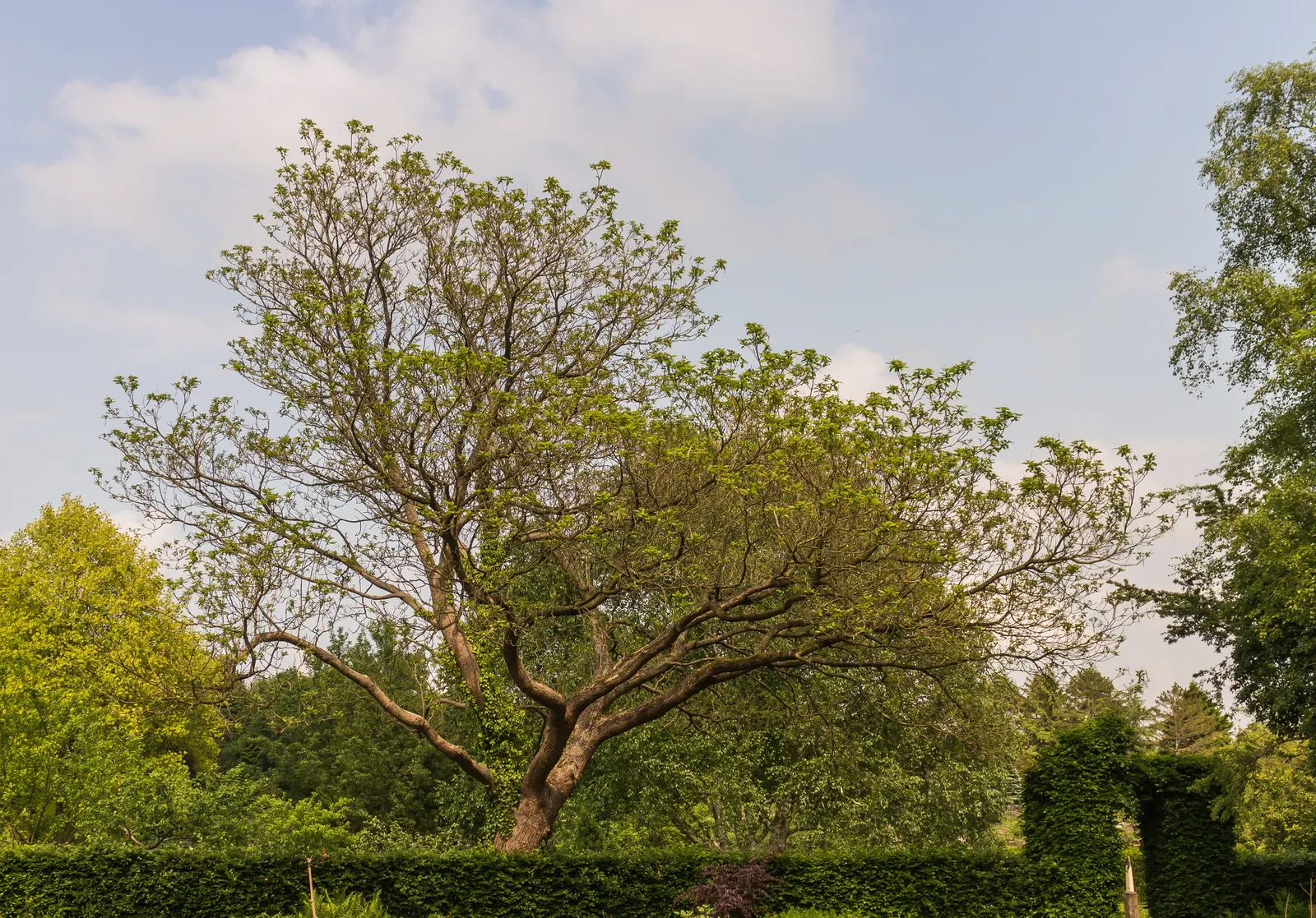 Common Catalpa (Catalpa Bignonioides) — bean-like seed pods emerge