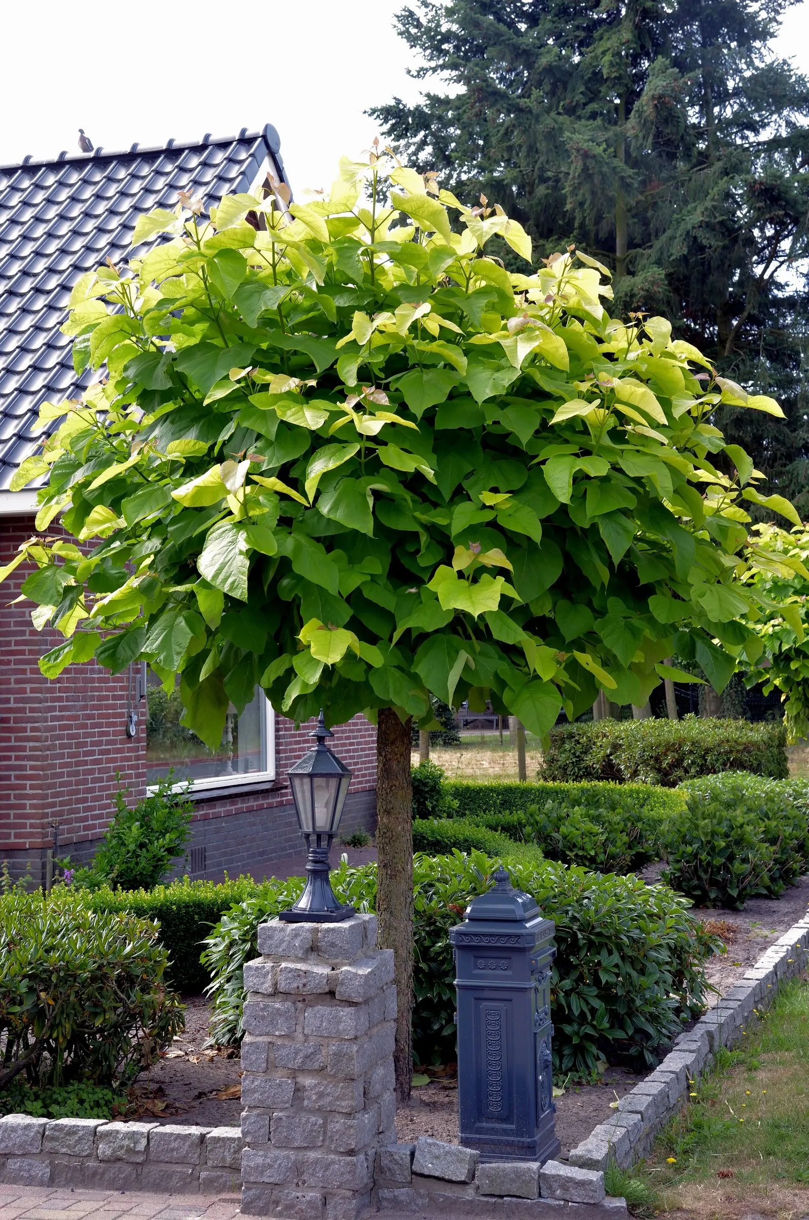 Common Catalpa (Catalpa Bignonioides) — This ornamental specimen thrives in full sun to partial shade and prefers moist, well-drained soils