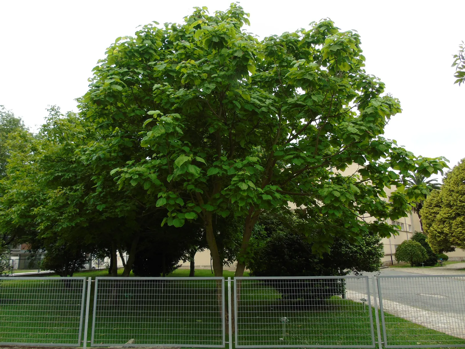 Common Catalpa (Catalpa Bignonioides) — which can measure up to 12 inches across and provide a dense; allow ample space for growth to fully appreciate its