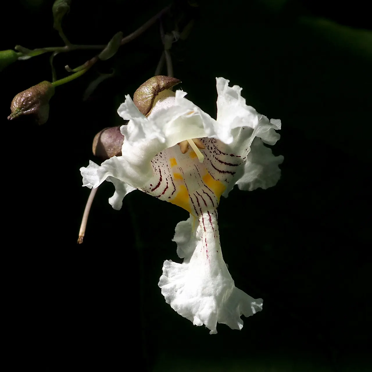 Common Catalpa (Catalpa Bignonioides) — white flowers in the garden