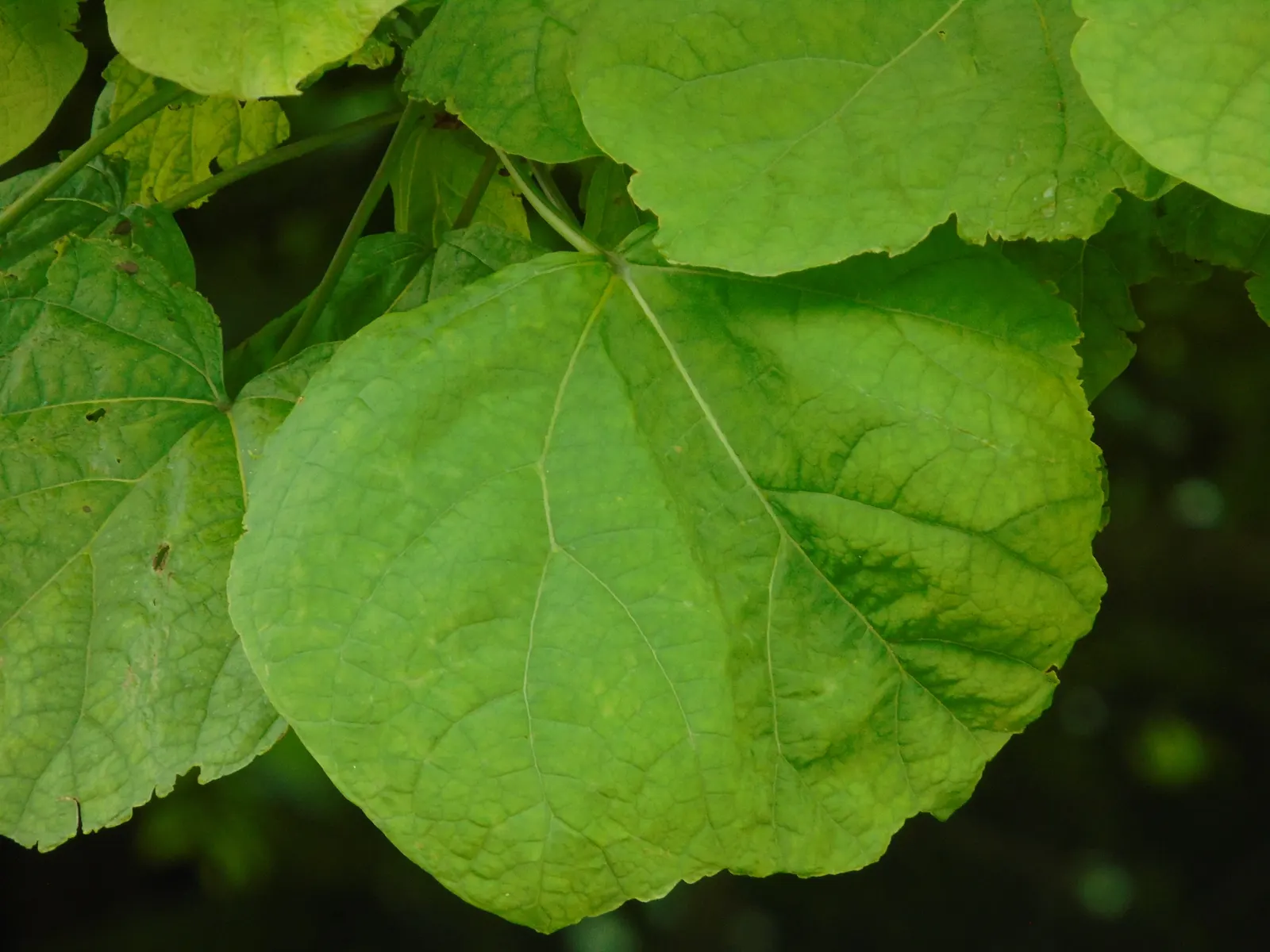 Common Catalpa (Catalpa Bignonioides) — also known as the Southern Catalpa or Indian Bean Tree; the Common Catalpa (Catalpa bignonioides) is a deciduous tree