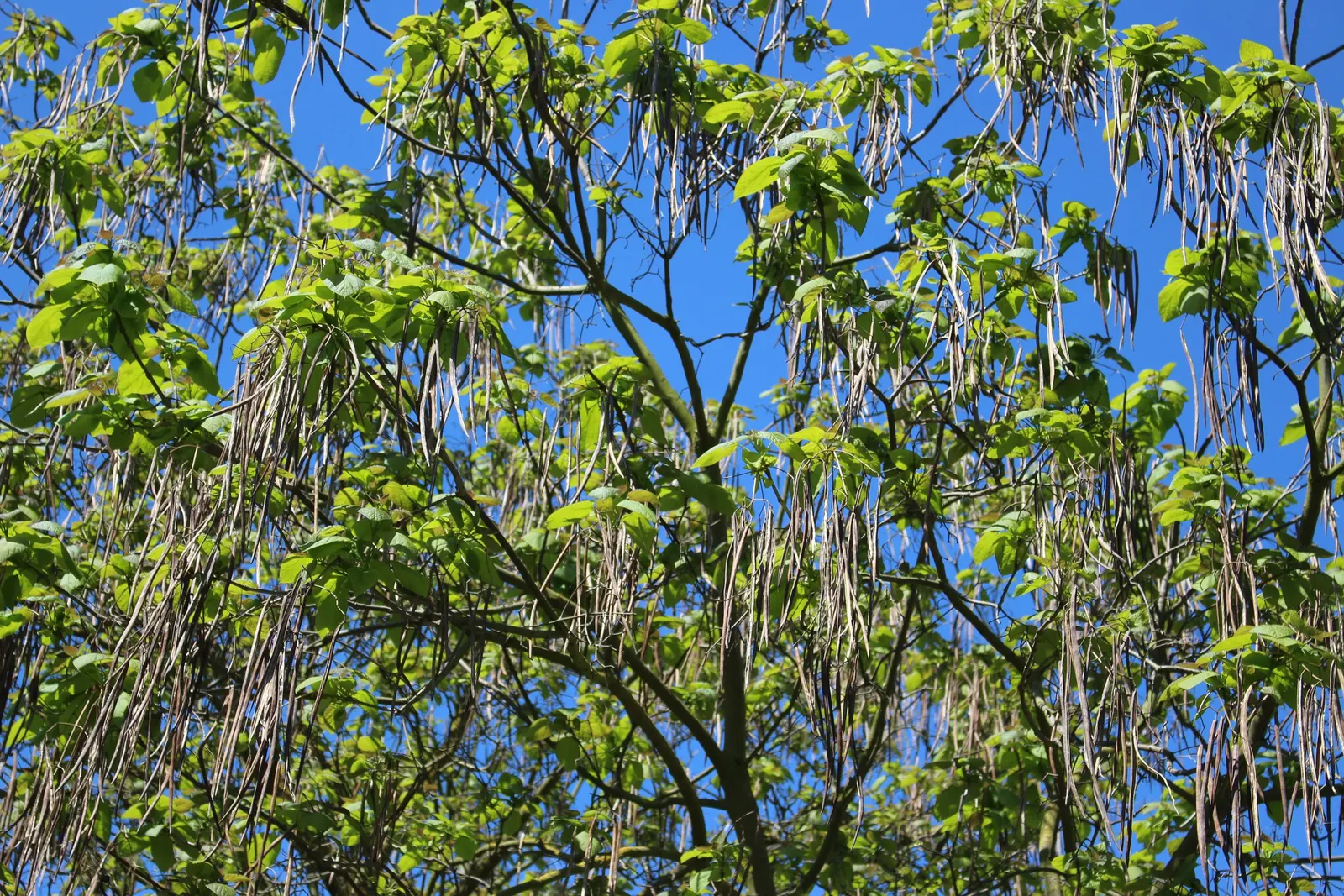 Common Catalpa (Catalpa Bignonioides) — also known as the Southern Catalpa or Indian Bean Tree