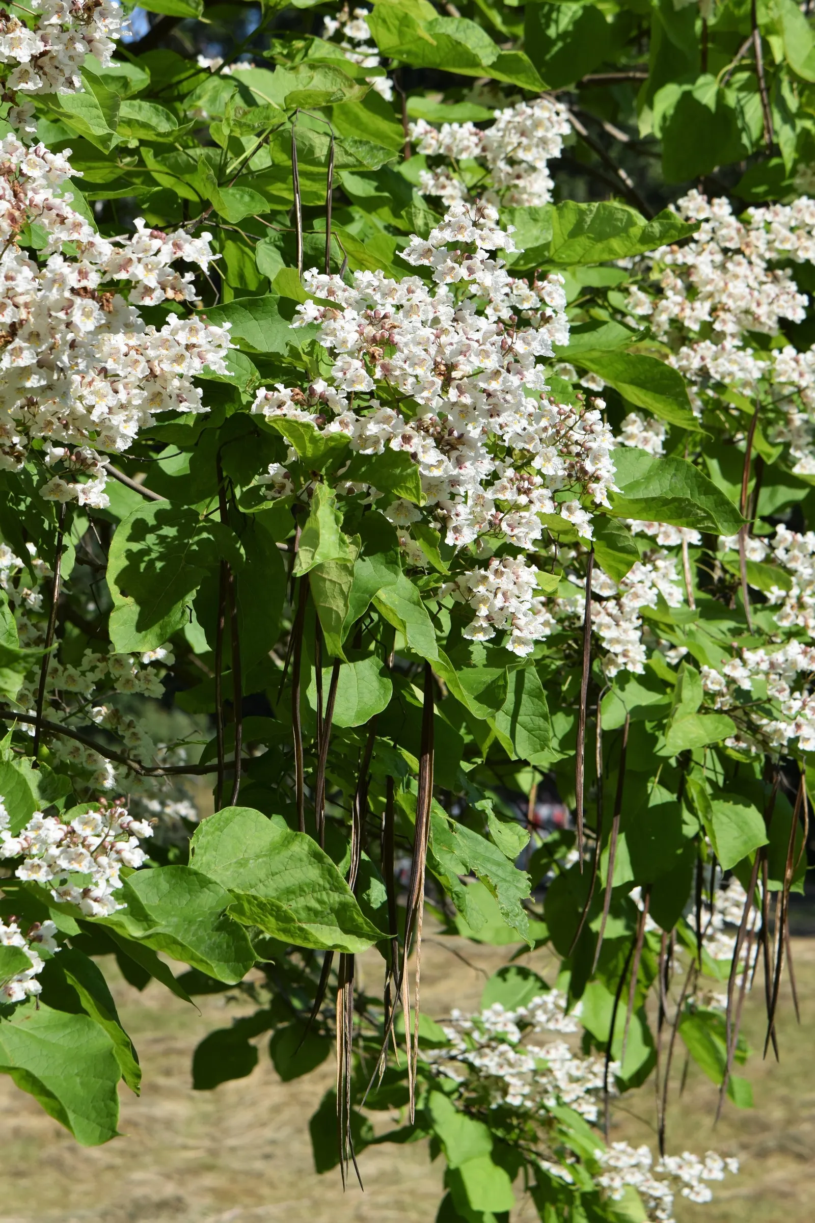 Common Catalpa (Catalpa Bignonioides) — allow ample space for growth to fully appreciate its grandeur and to minimize the need for pruning