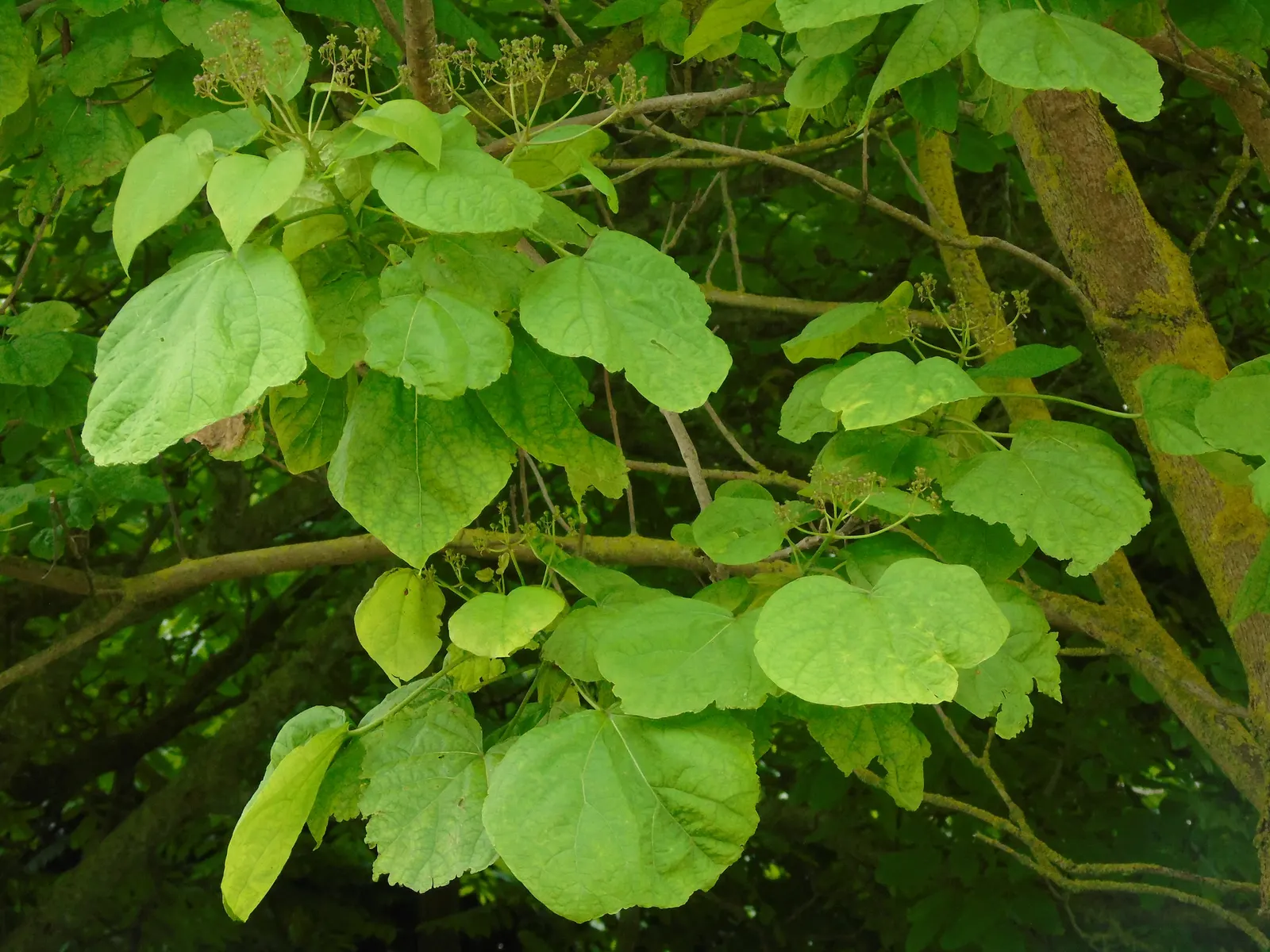 Common Catalpa (Catalpa Bignonioides) — The Common Catalpa (Catalpa bignonioides) is a deciduous tree known for its broad