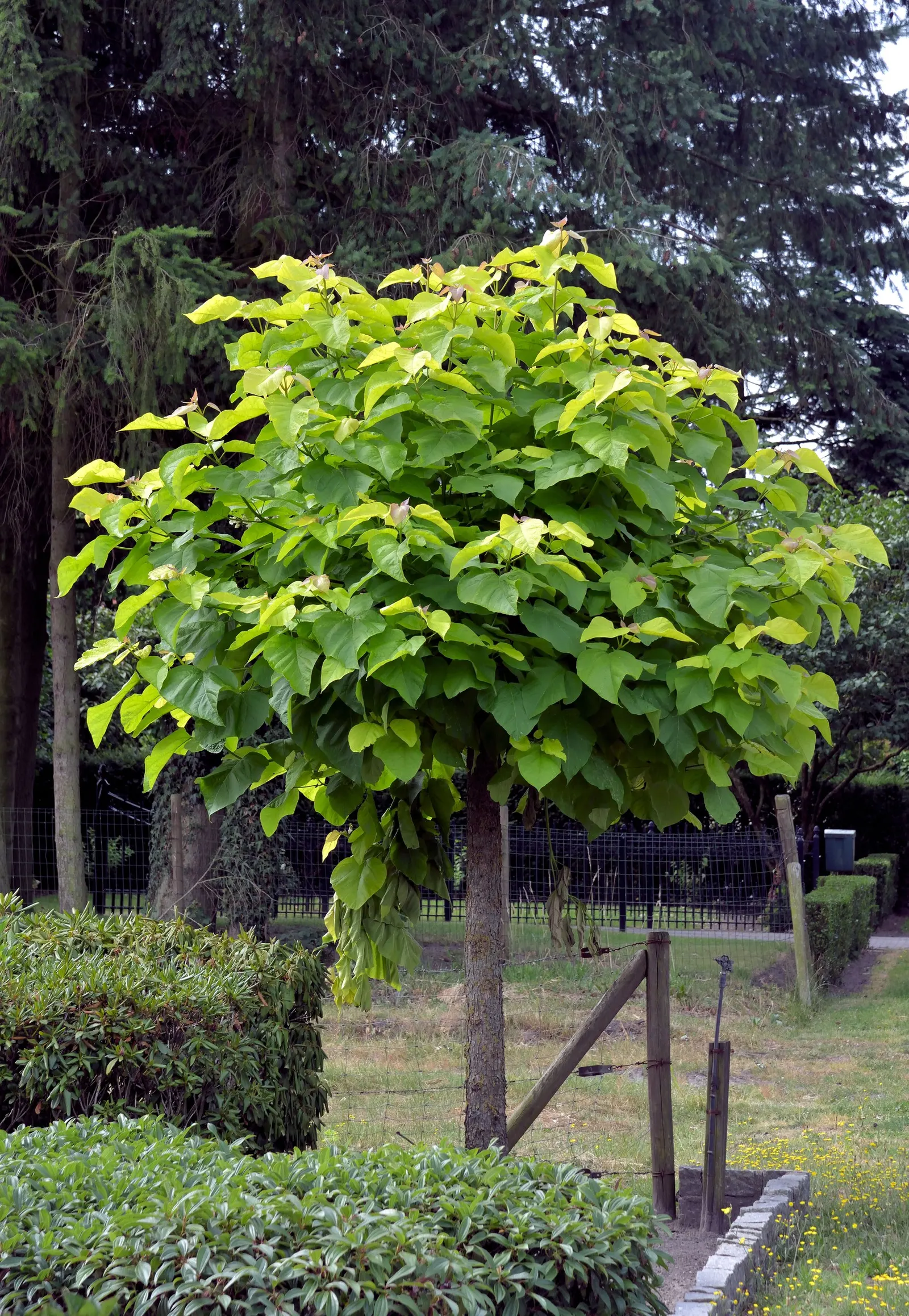 Common Catalpa (Catalpa Bignonioides) — heart-shaped leaves and showy; which can measure up to 12 inches across and provide a dense