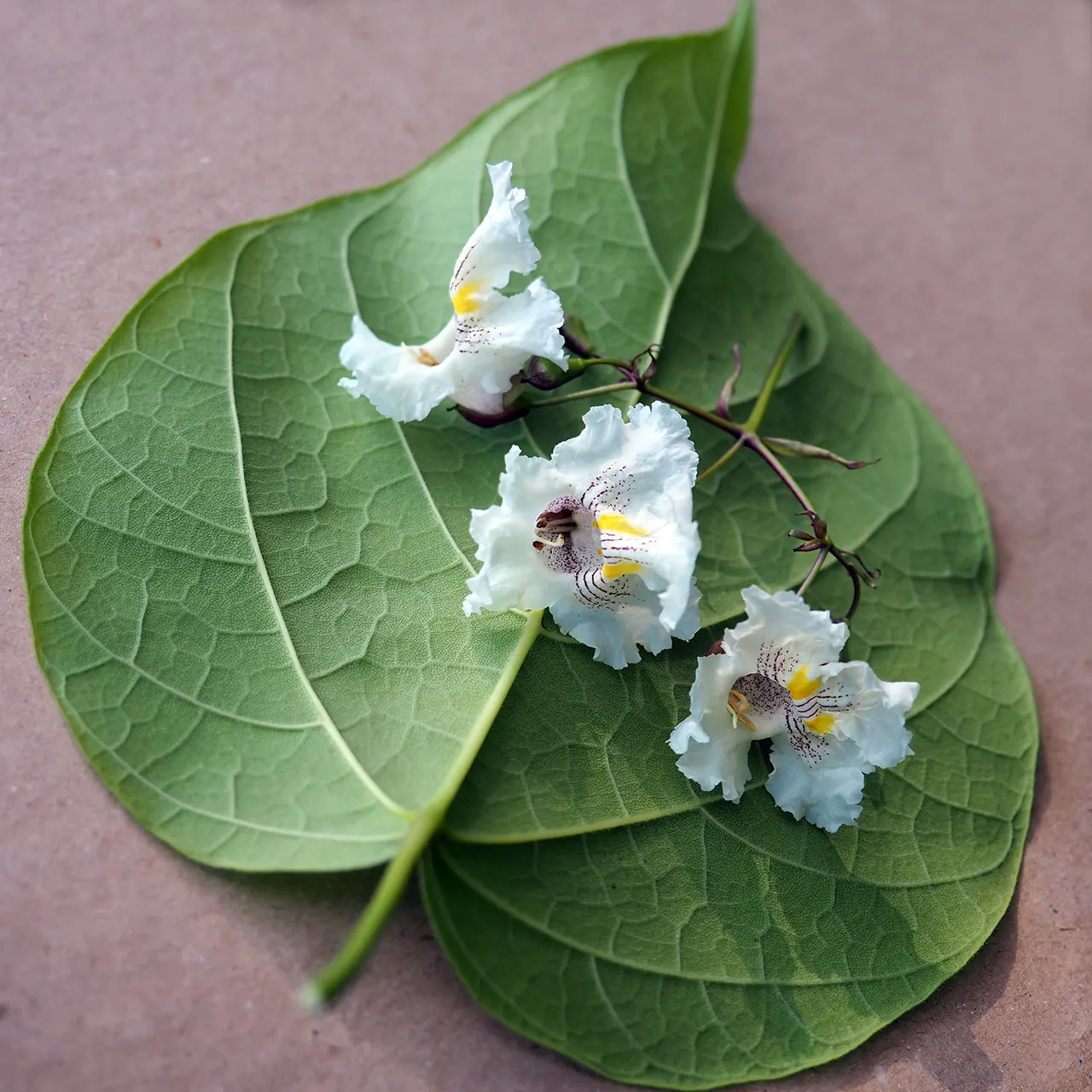 Common Catalpa (Catalpa Bignonioides) — Hardiness is within USDA zones 5 through 9