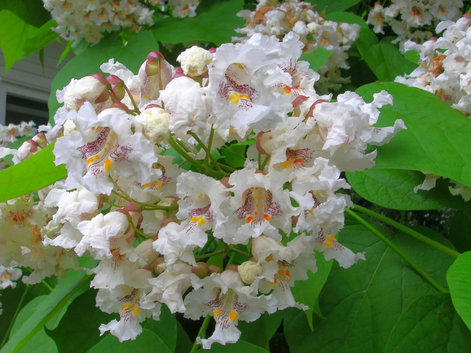 Common Catalpa (Catalpa Bignonioides) — tree for full or half