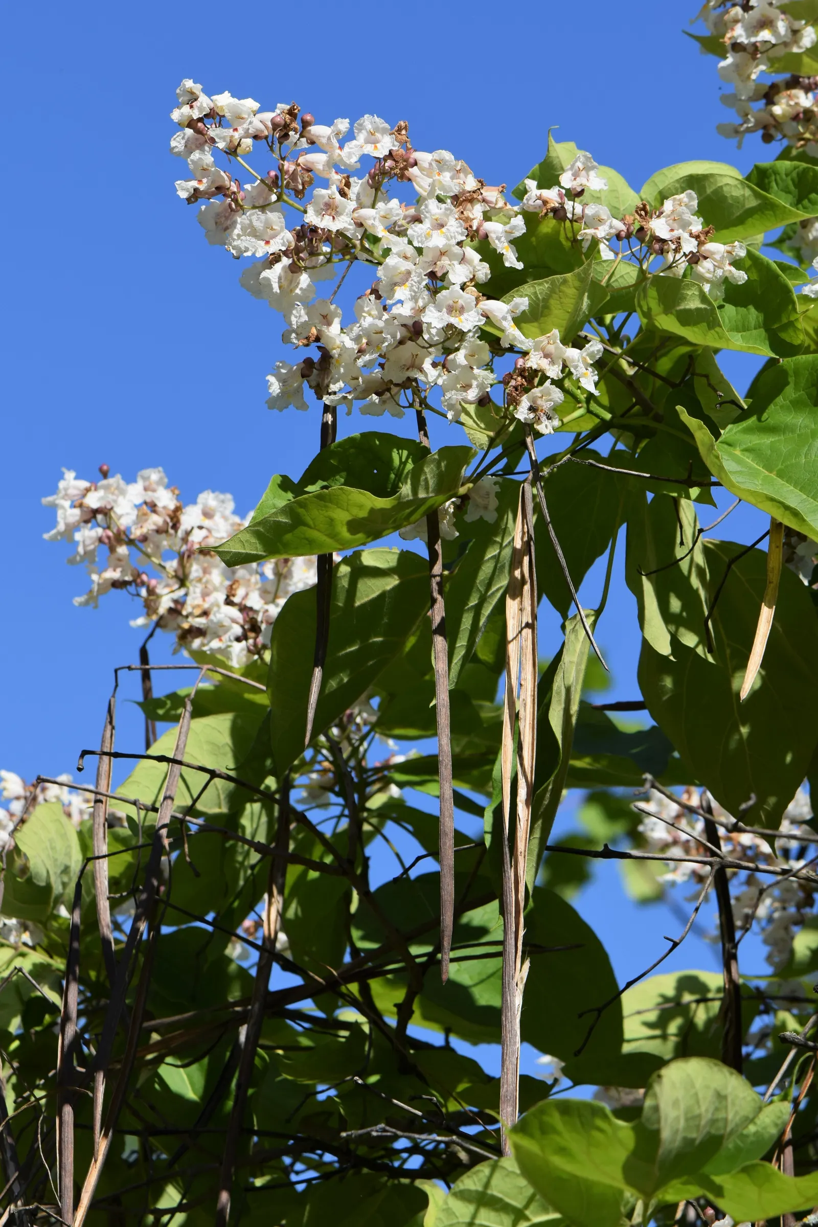 Common Catalpa (Catalpa Bignonioides) — It typically grows to a height of 40-70 feet with a spread of 20-40 feet