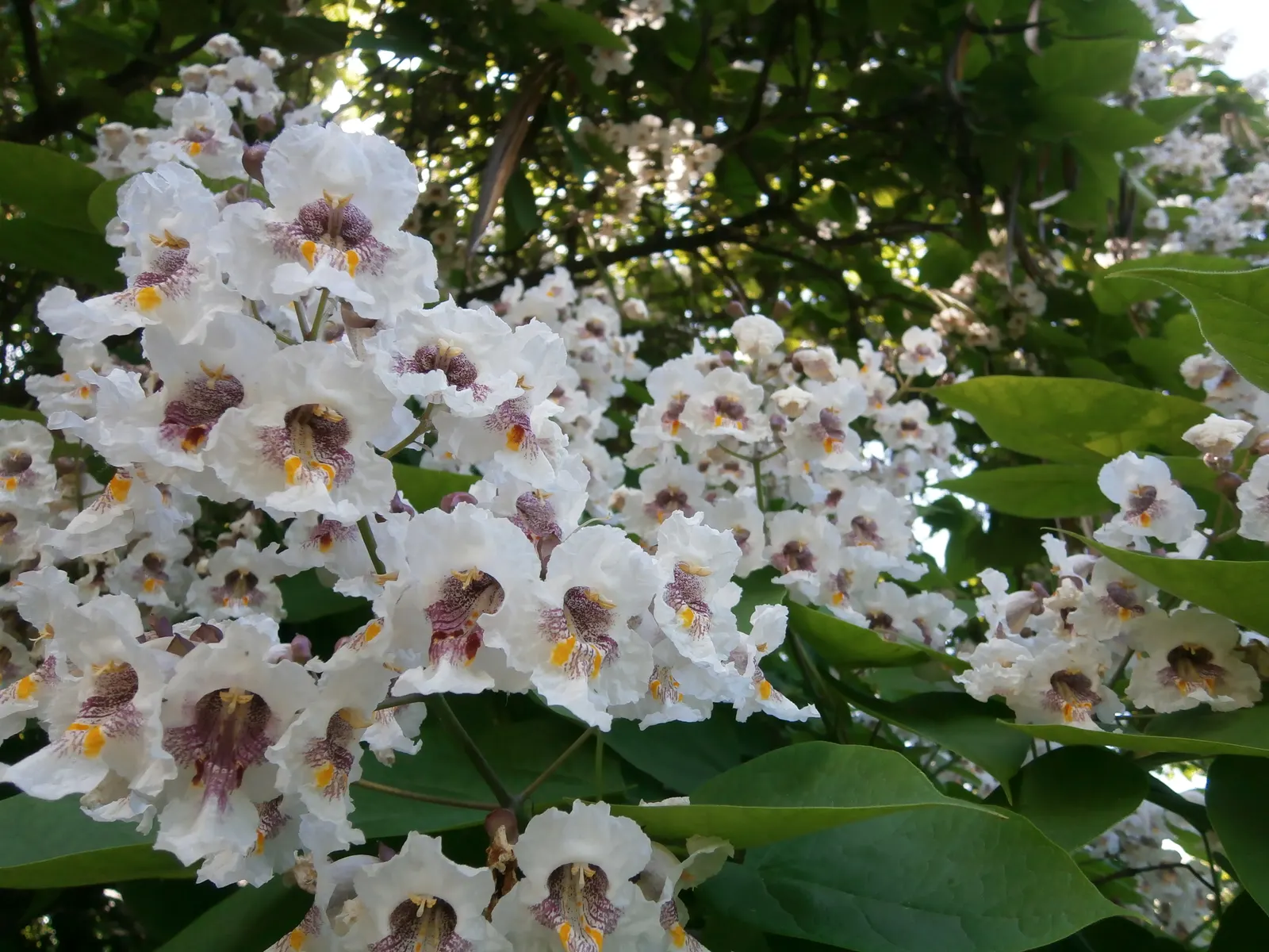 Common Catalpa (Catalpa Bignonioides) — It typically grows to a height of 40-70 feet with a spread of 20-40 feet; tree with white blooms