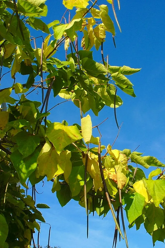 Common Catalpa (Catalpa Bignonioides) — In late spring to early summer