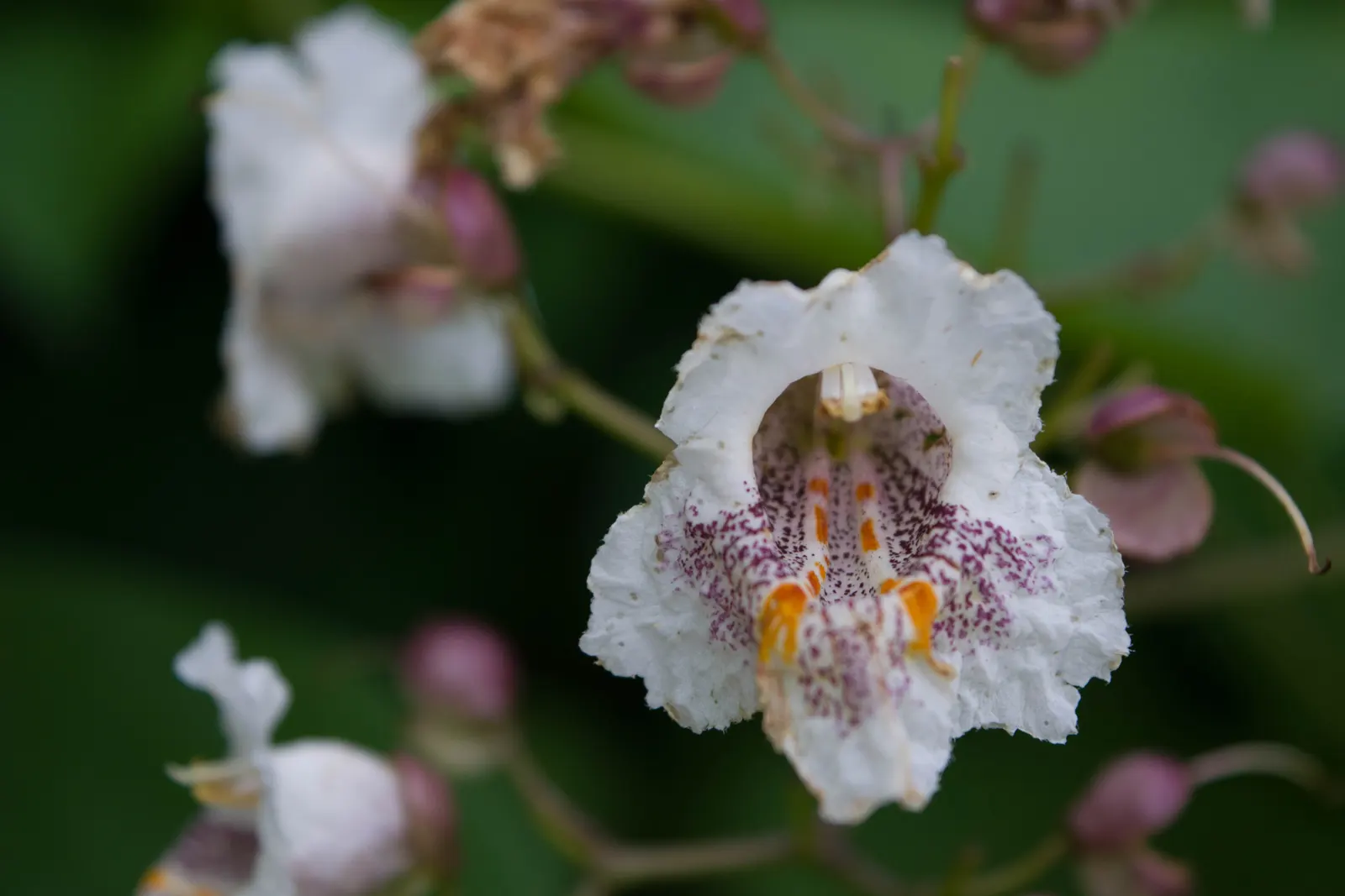 Common Catalpa (Catalpa Bignonioides) — though it thrives in moist