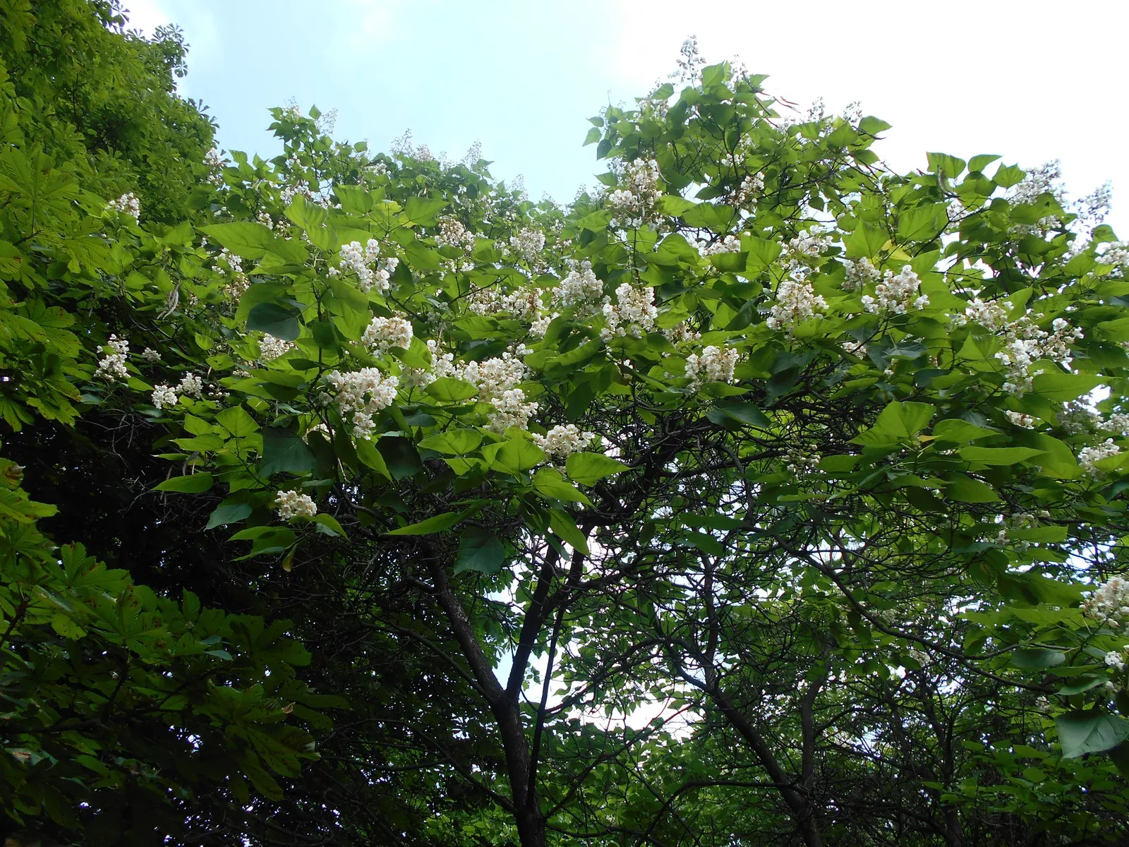 Common Catalpa (Catalpa Bignonioides) — In late spring to early summer; trumpet-shaped flowers with purplish markings