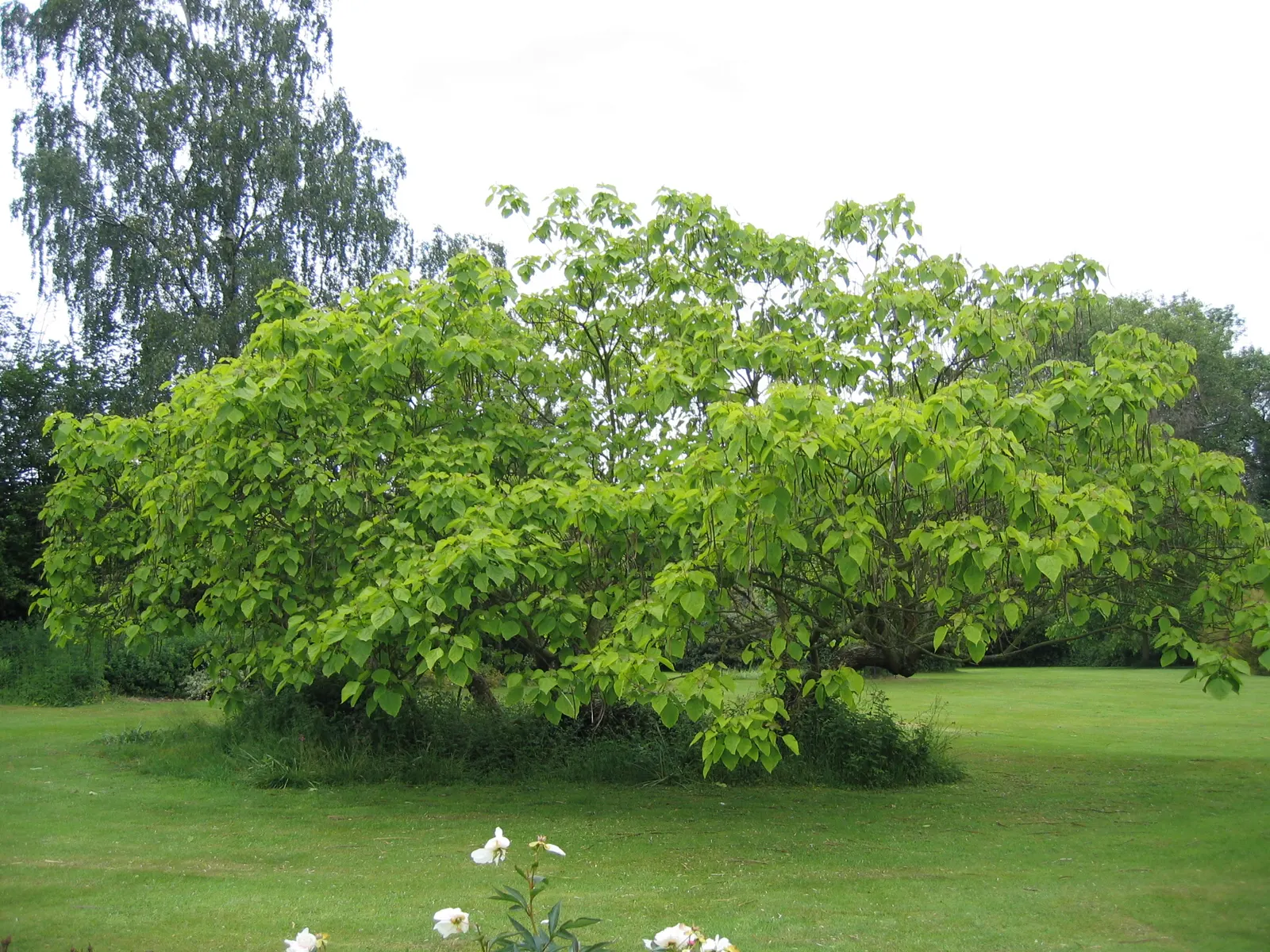 Common Catalpa (Catalpa Bignonioides) — tree with white blooms