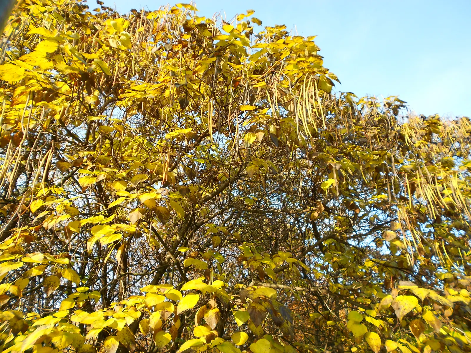 Common Catalpa (Catalpa Bignonioides) — This stately tree typically reaches heights of 30 to 40 feet with a spread of 20 to 30 feet; these blossoms are